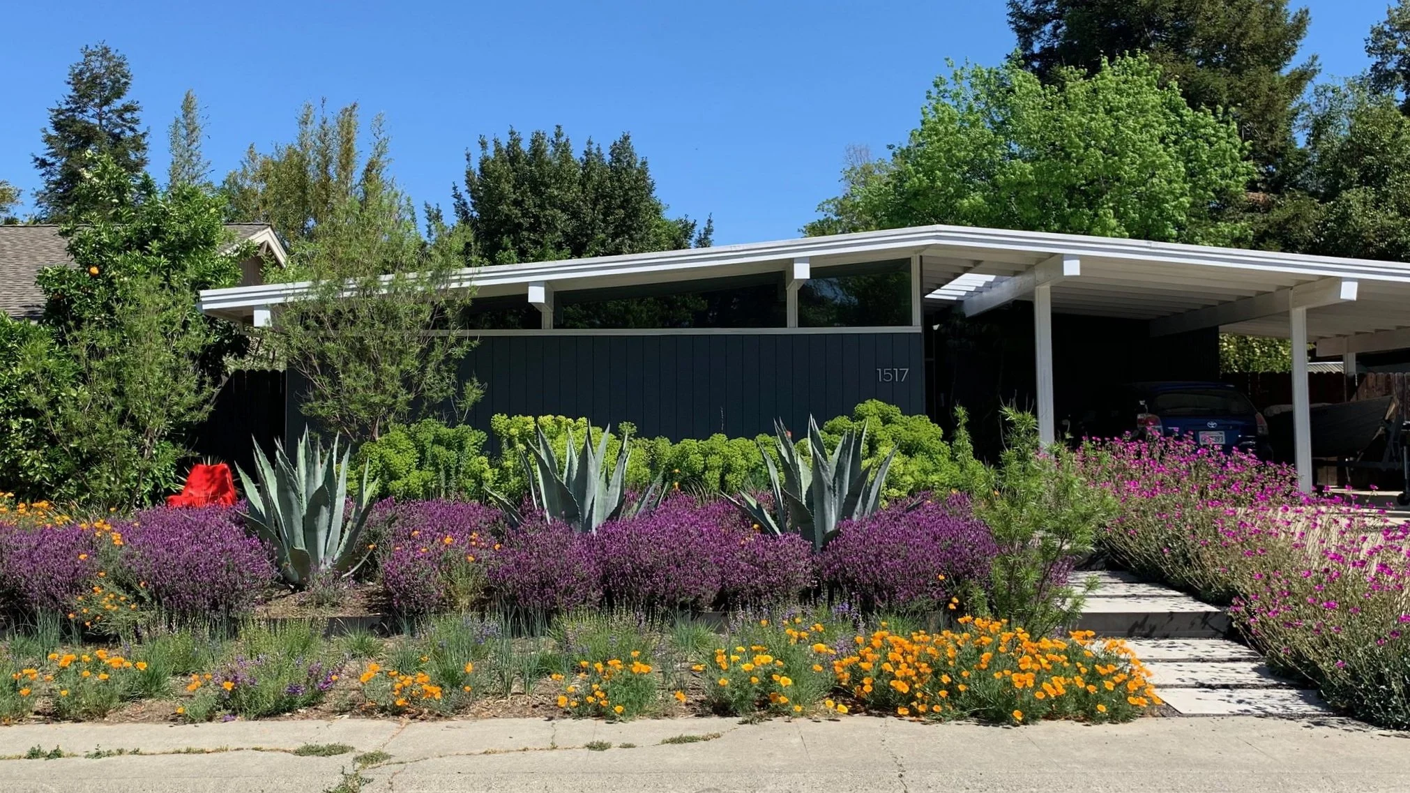 Mid-Century Haven — MIRIDAE
