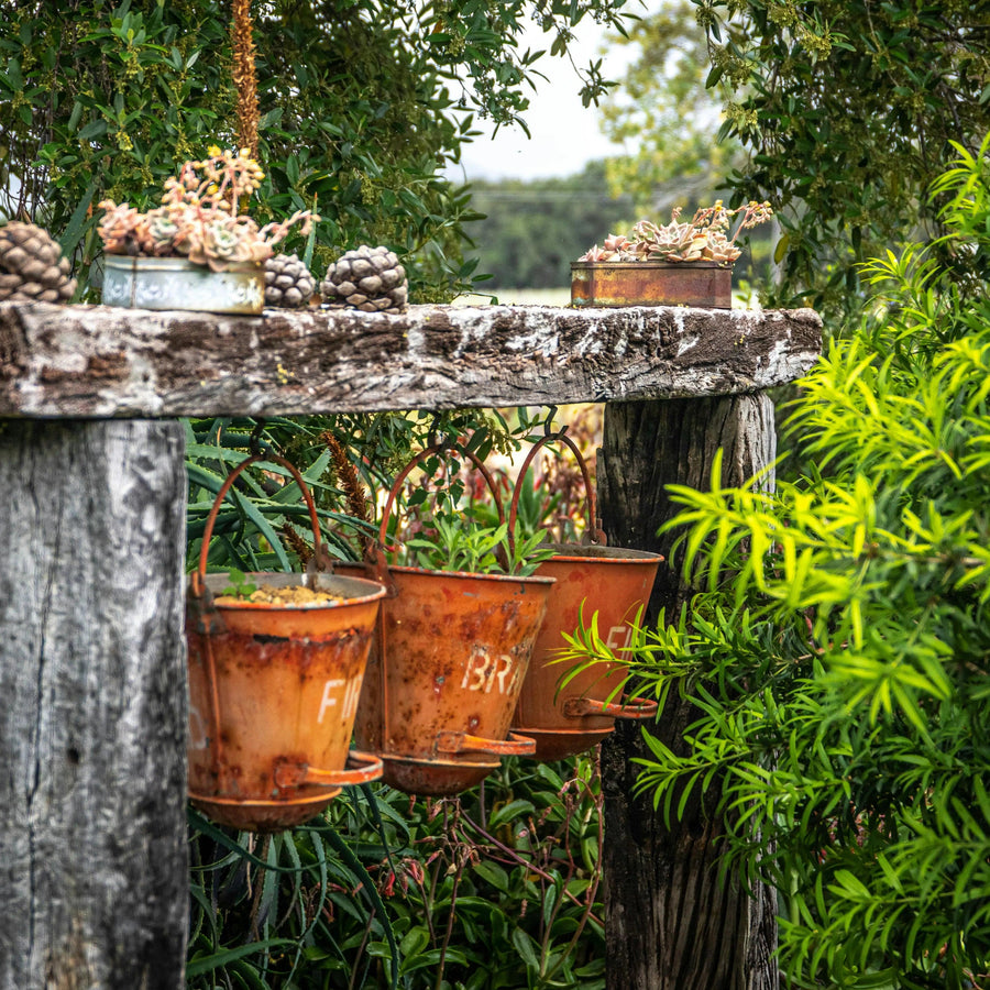 Repurposed Containers for Unique Planters · Bumble Plants