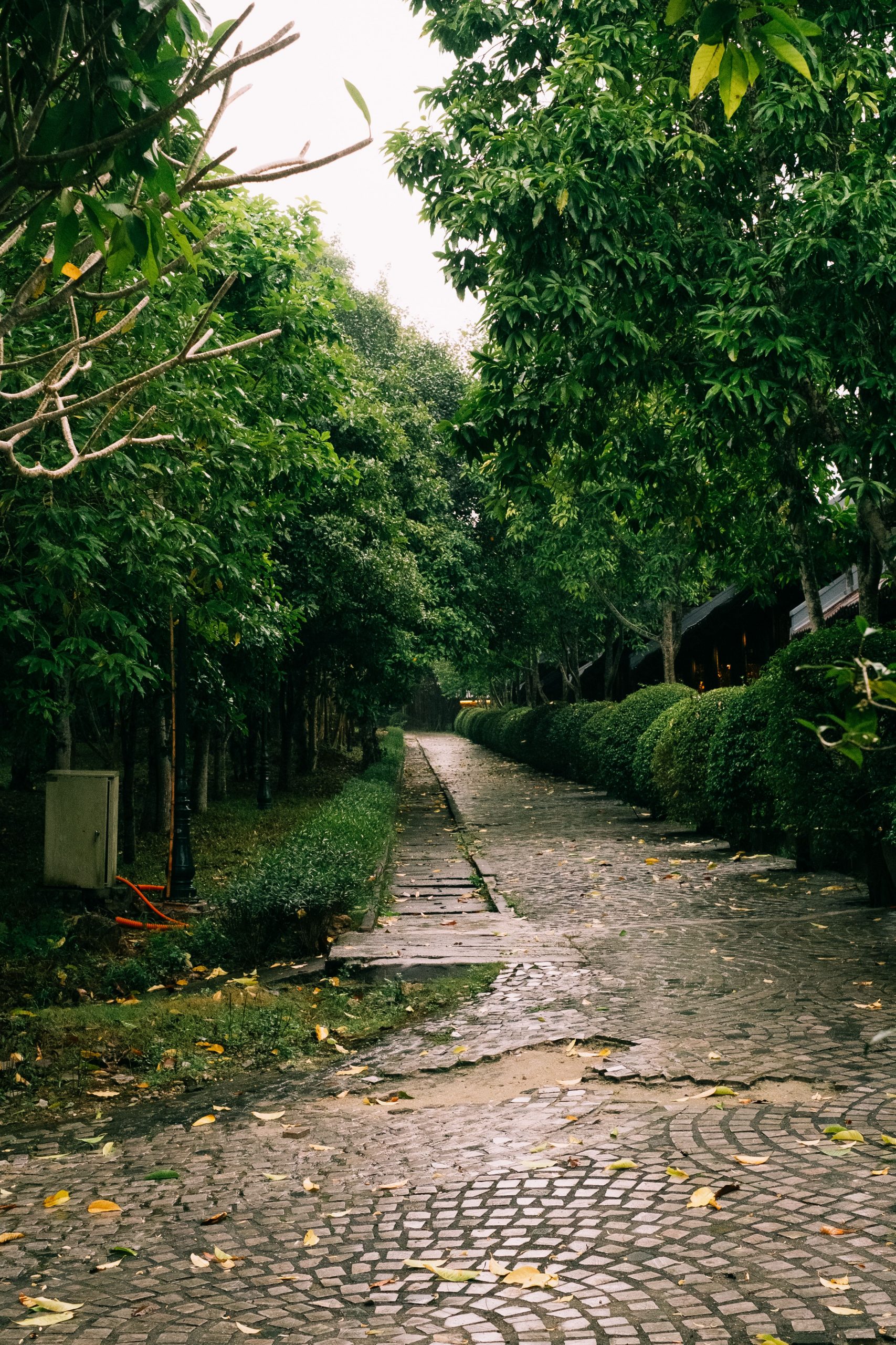 Secluded cobblestone path lined with lush green trees and bushes in a peaceful outdoor setting.