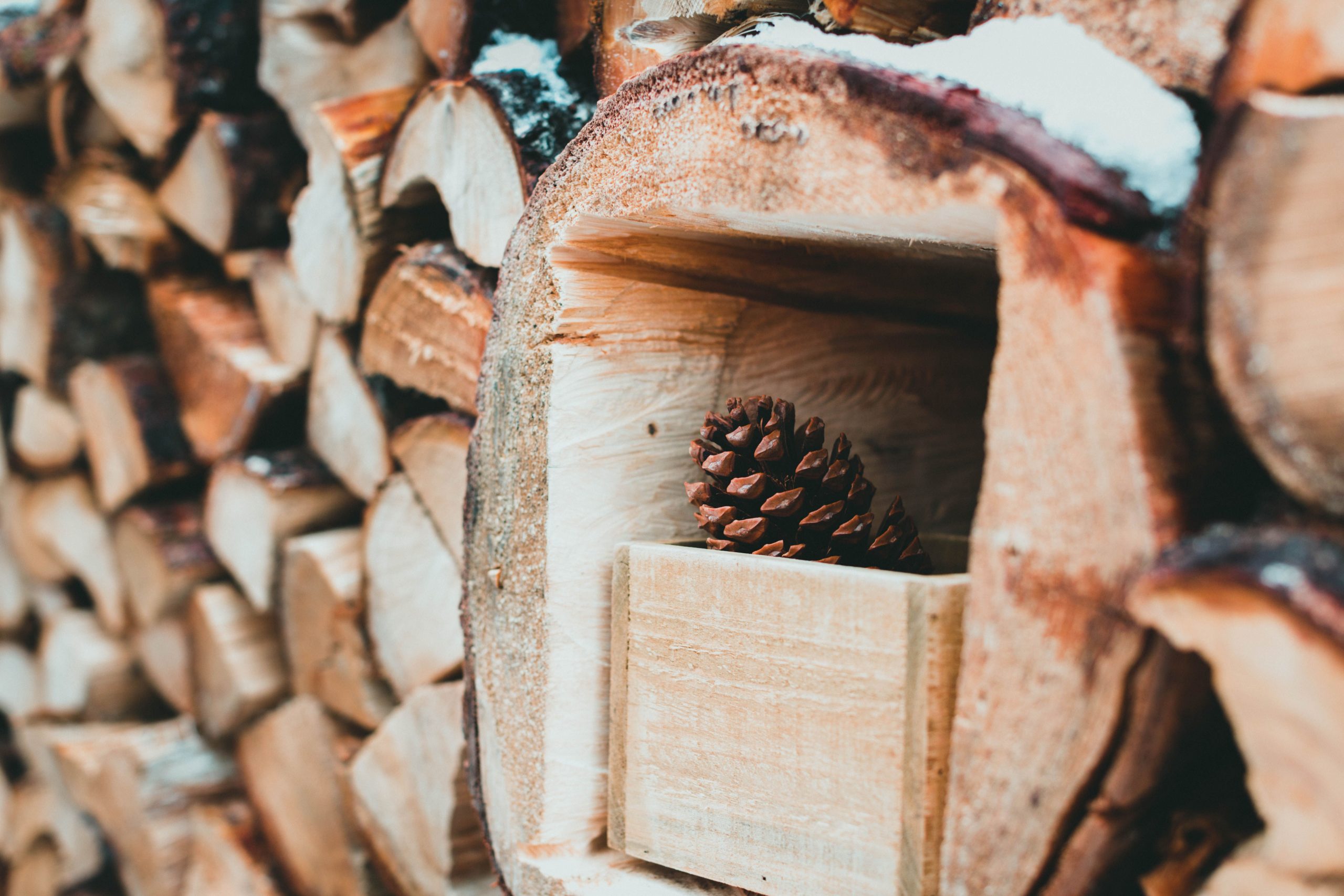Selective focus on a pine cone nestled in a wood stack. Ideal for nature themes.