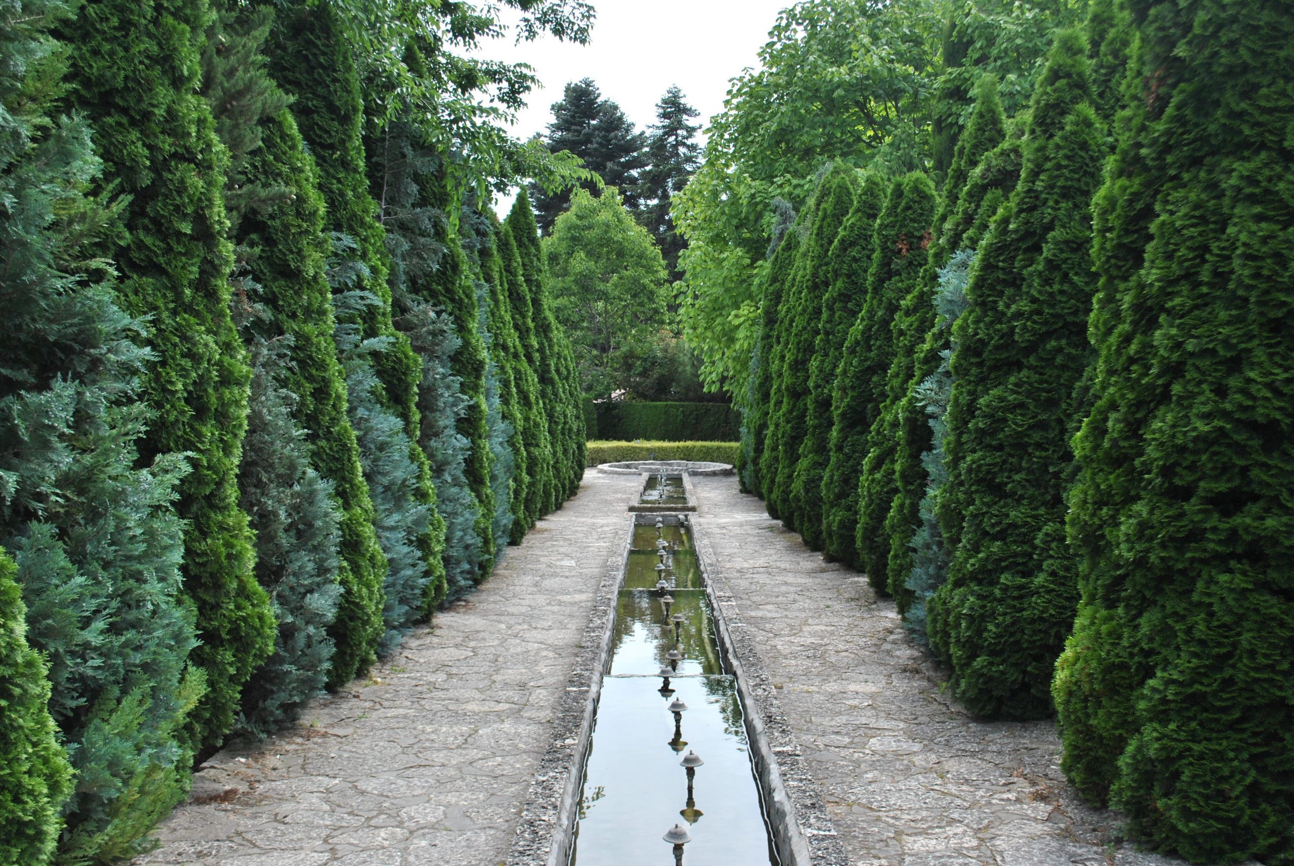 Serene garden pathway lined with tall evergreens and a reflecting pool, perfect for a tranquil walk.