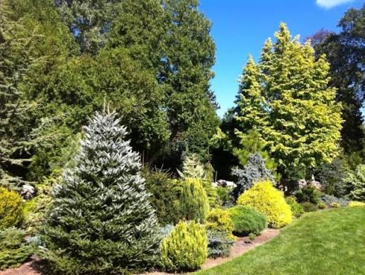 Some Design Basics - American Conifer Society