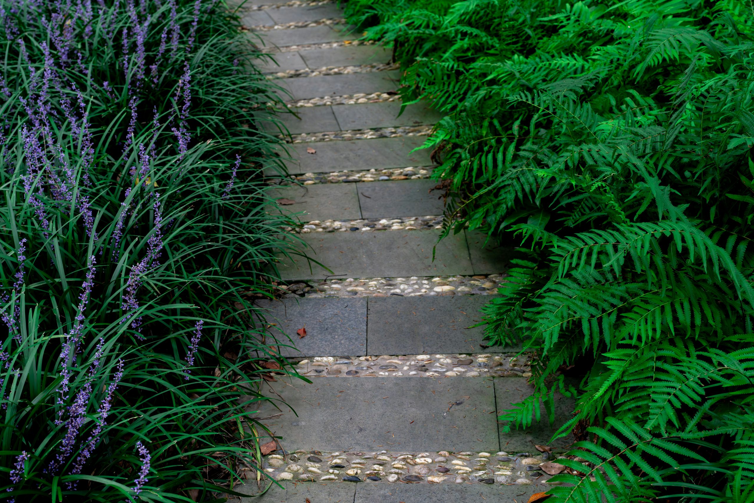 Stone pathway lined with lush green ferns and purple flowers