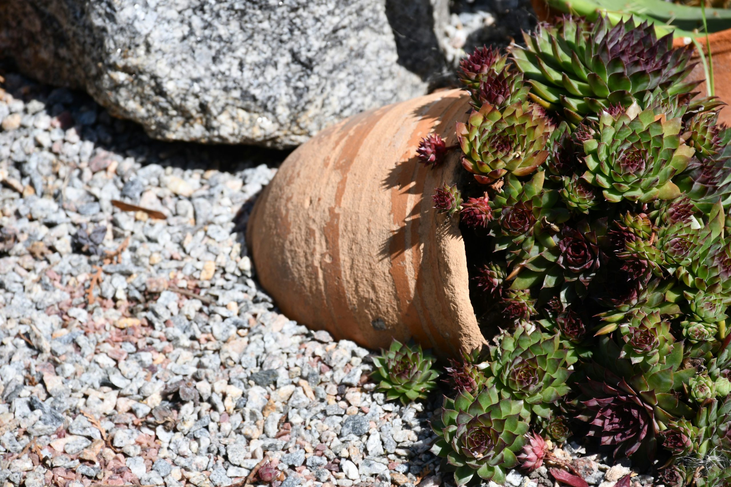 Succulents growing from a broken terracotta pot