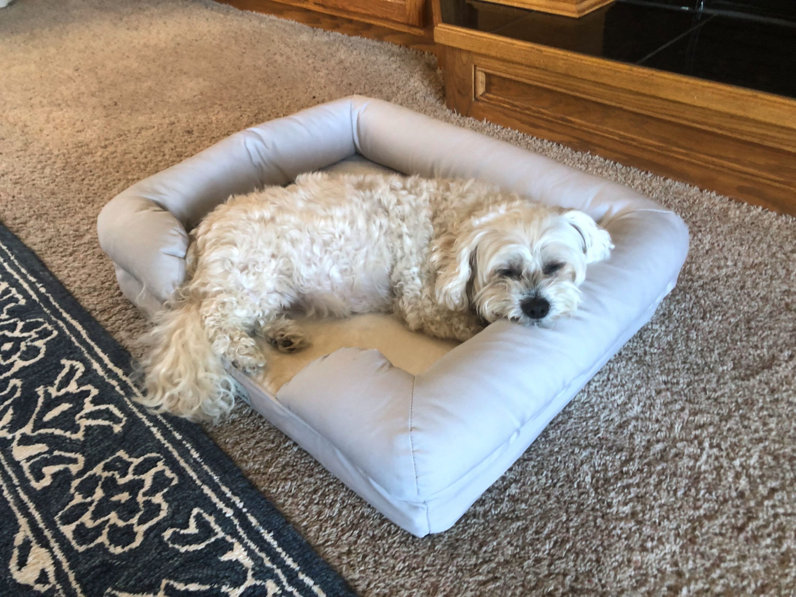 The 9 Best Dog Beds for Puppies of 2026