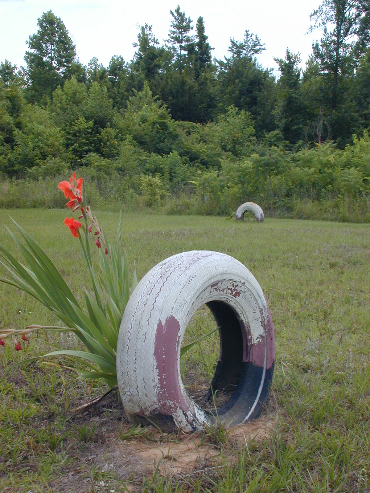 TIRE PLANTER – Rolling with Recycling – Felder Rushing's Blog