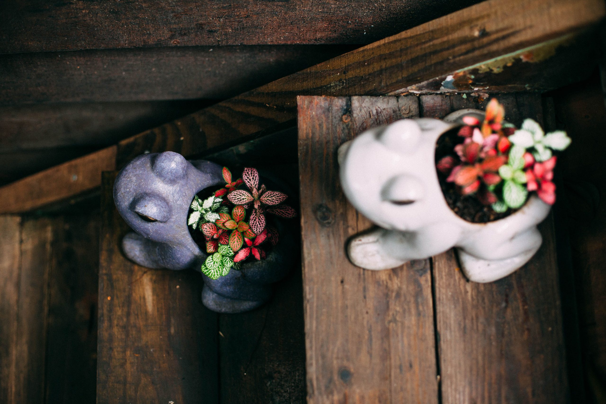 Top view of ceramic frog planters filled with vibrant Fittonia plants on wooden stairs.