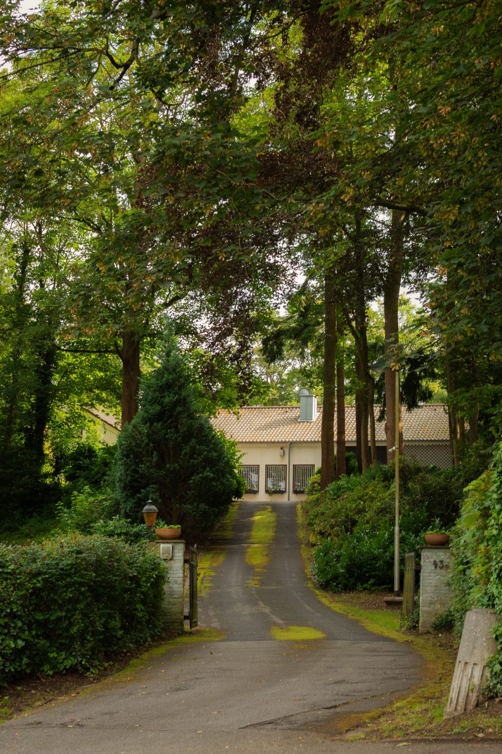 Tranquil forest driveway leads to a hidden house surrounded by lush greenery.