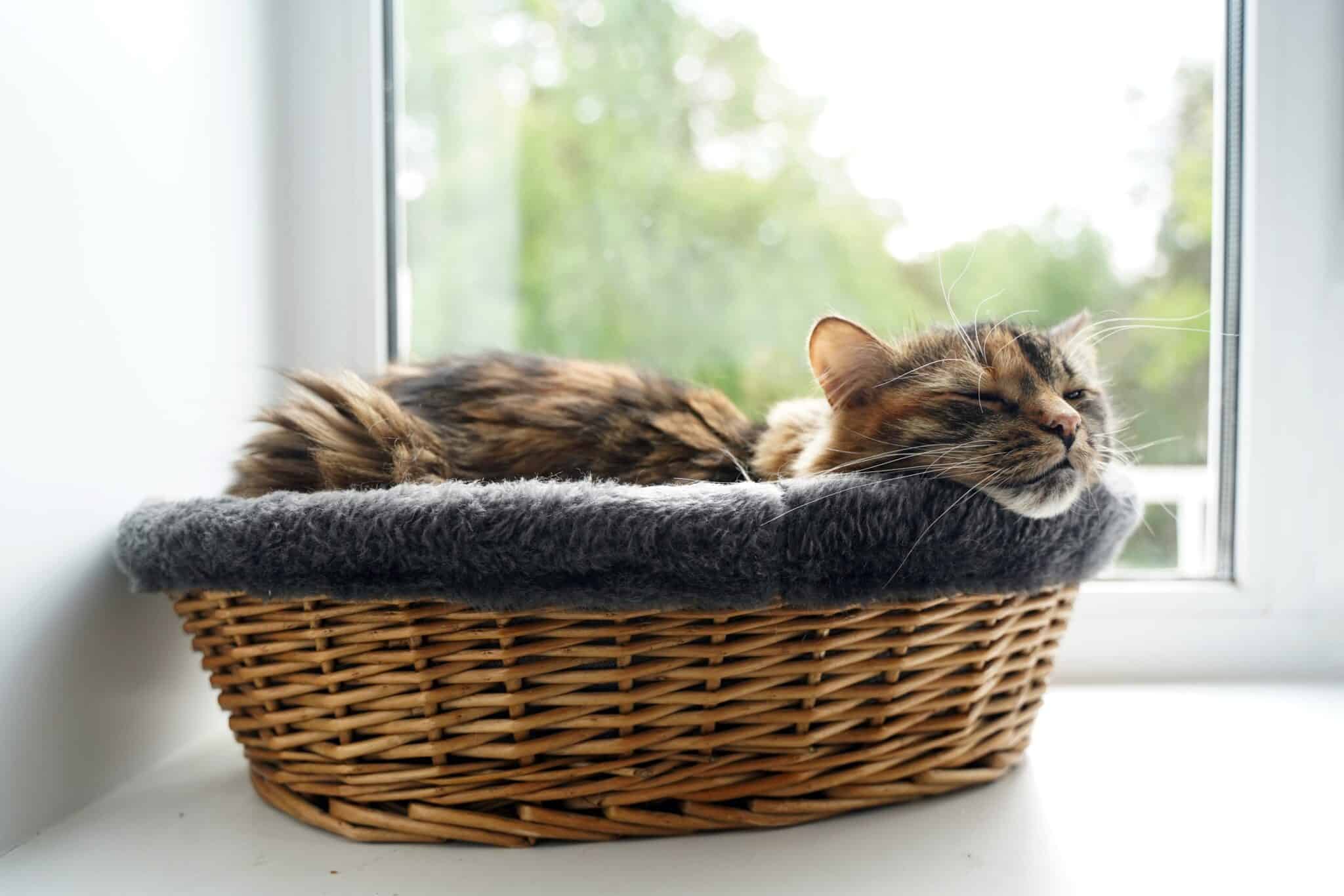 Where Do I Put My Cat's Bed? 5 Vet-Approved Ideal Spots - Catster