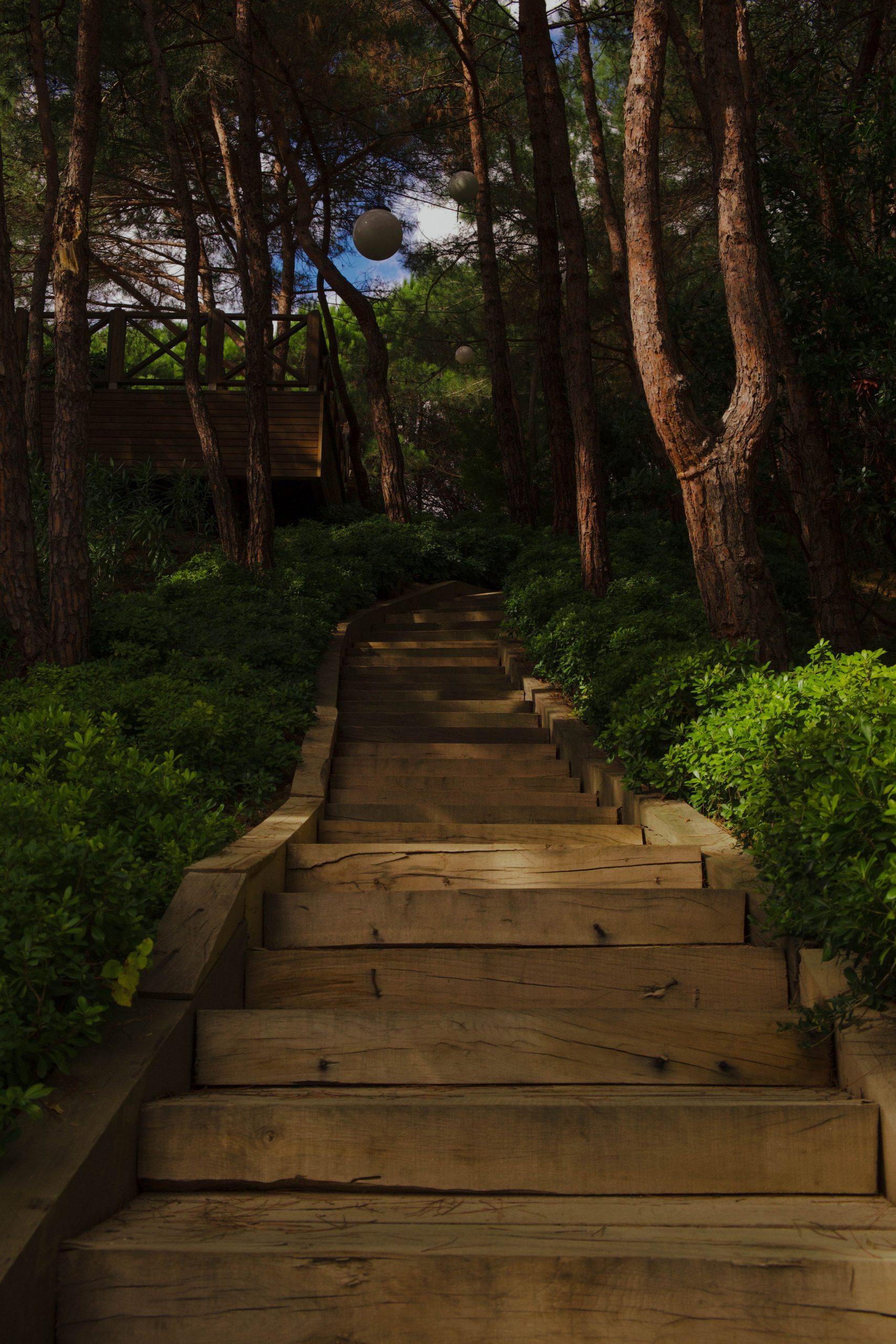 Wooden staircase in a lush forest setting leading to a secluded treehouse.