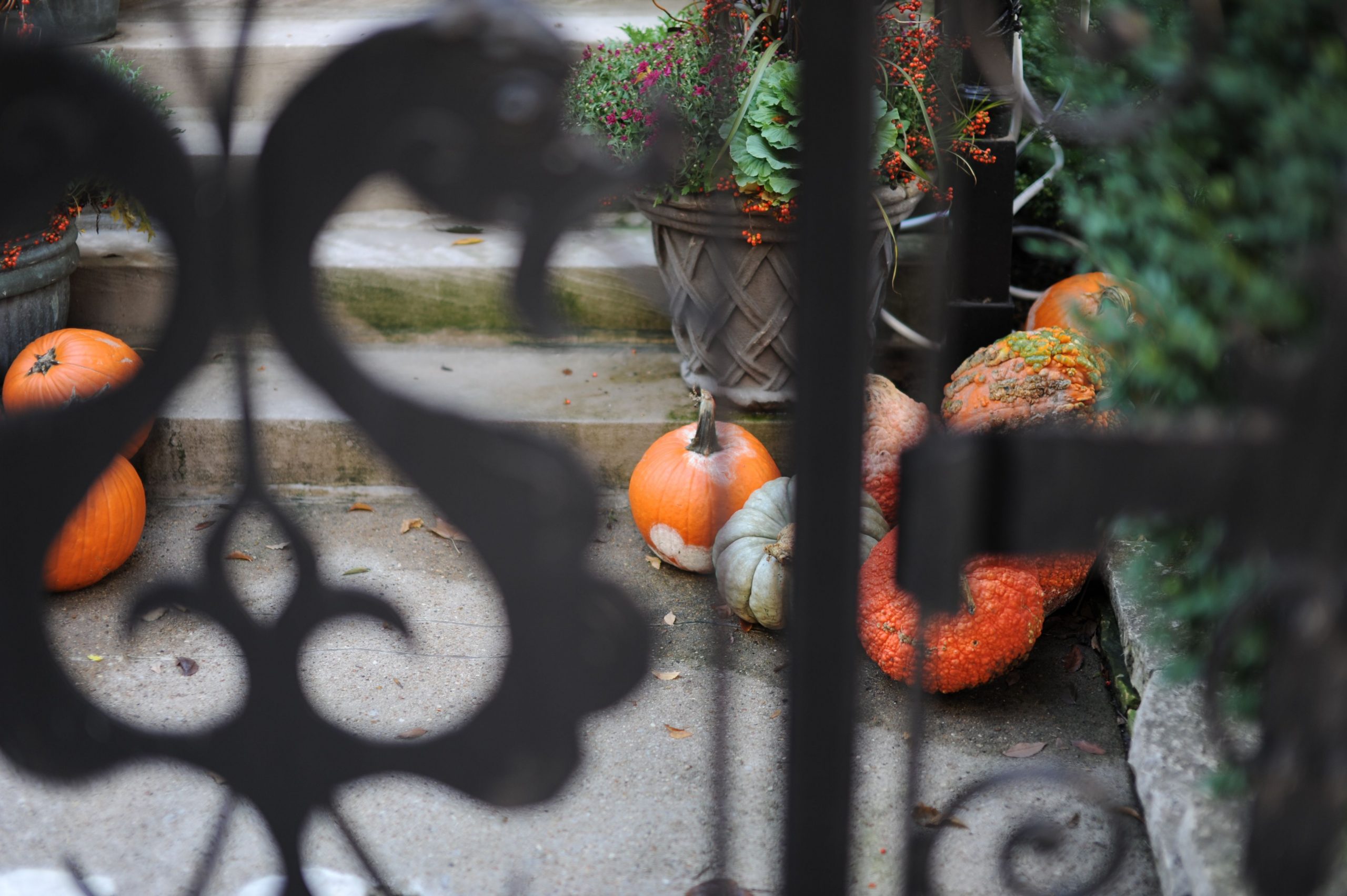A rustic autumn scene with pumpkins and a potted plant near steps behind a decorative iron fence.