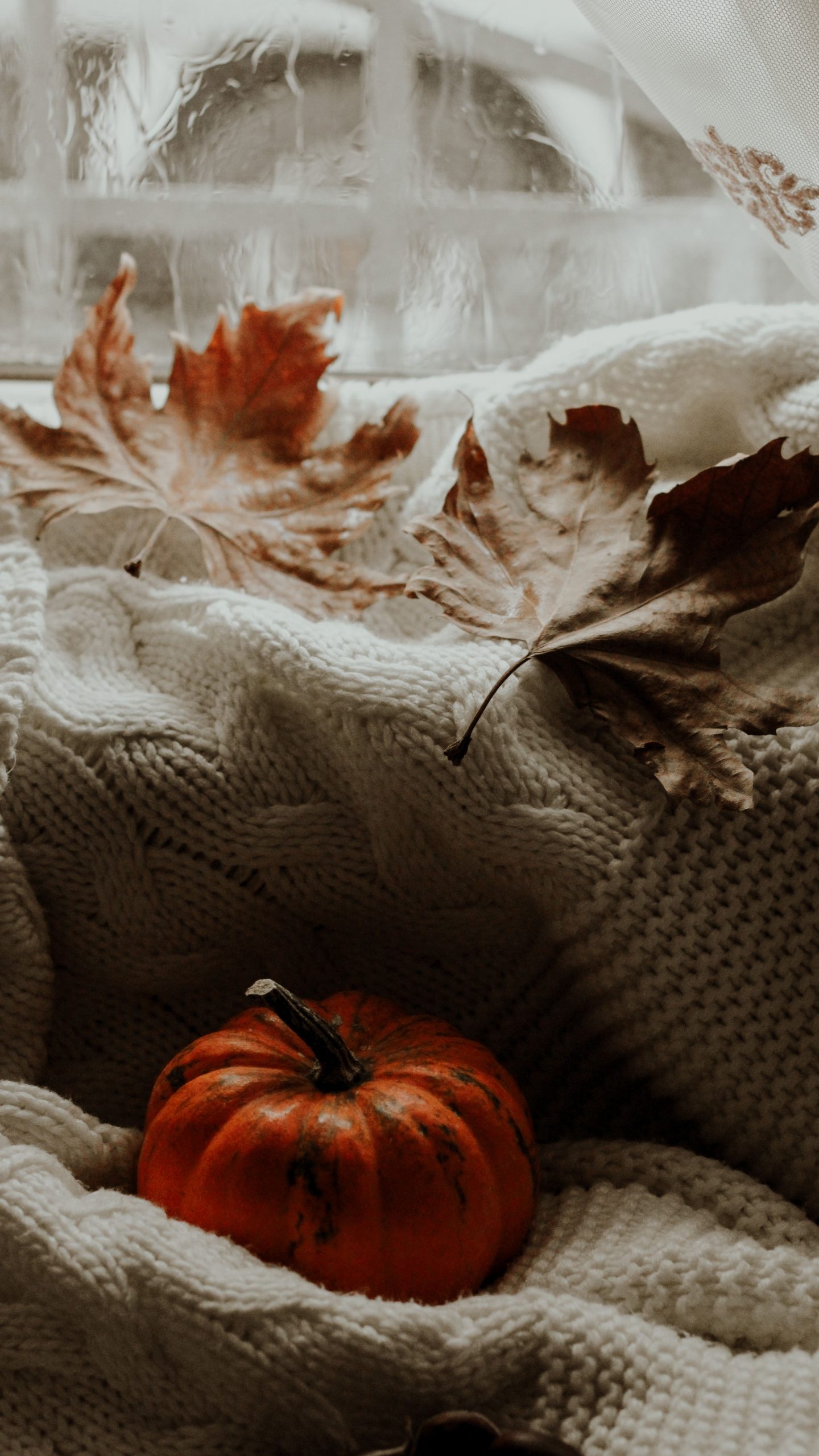A warm autumn composition featuring a pumpkin and dry leaves on a knitted sweater by a window.