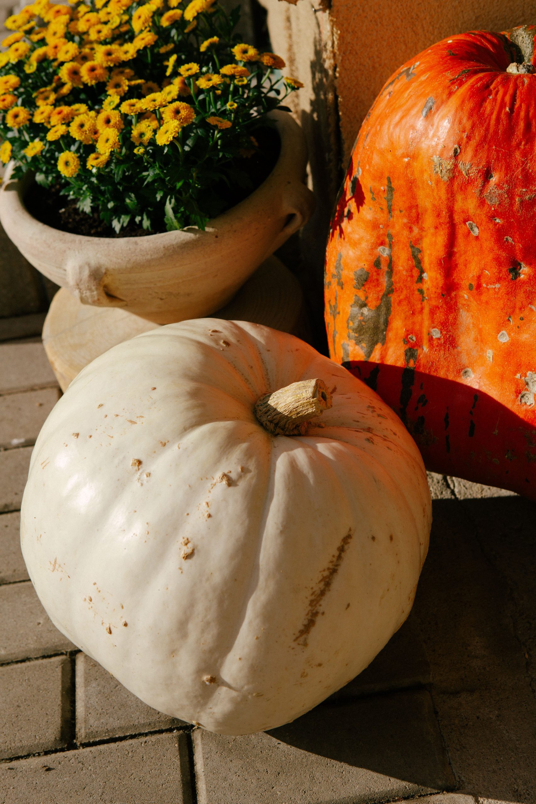 Autumn scene with white and orange pumpkins next to bright yellow flowers.