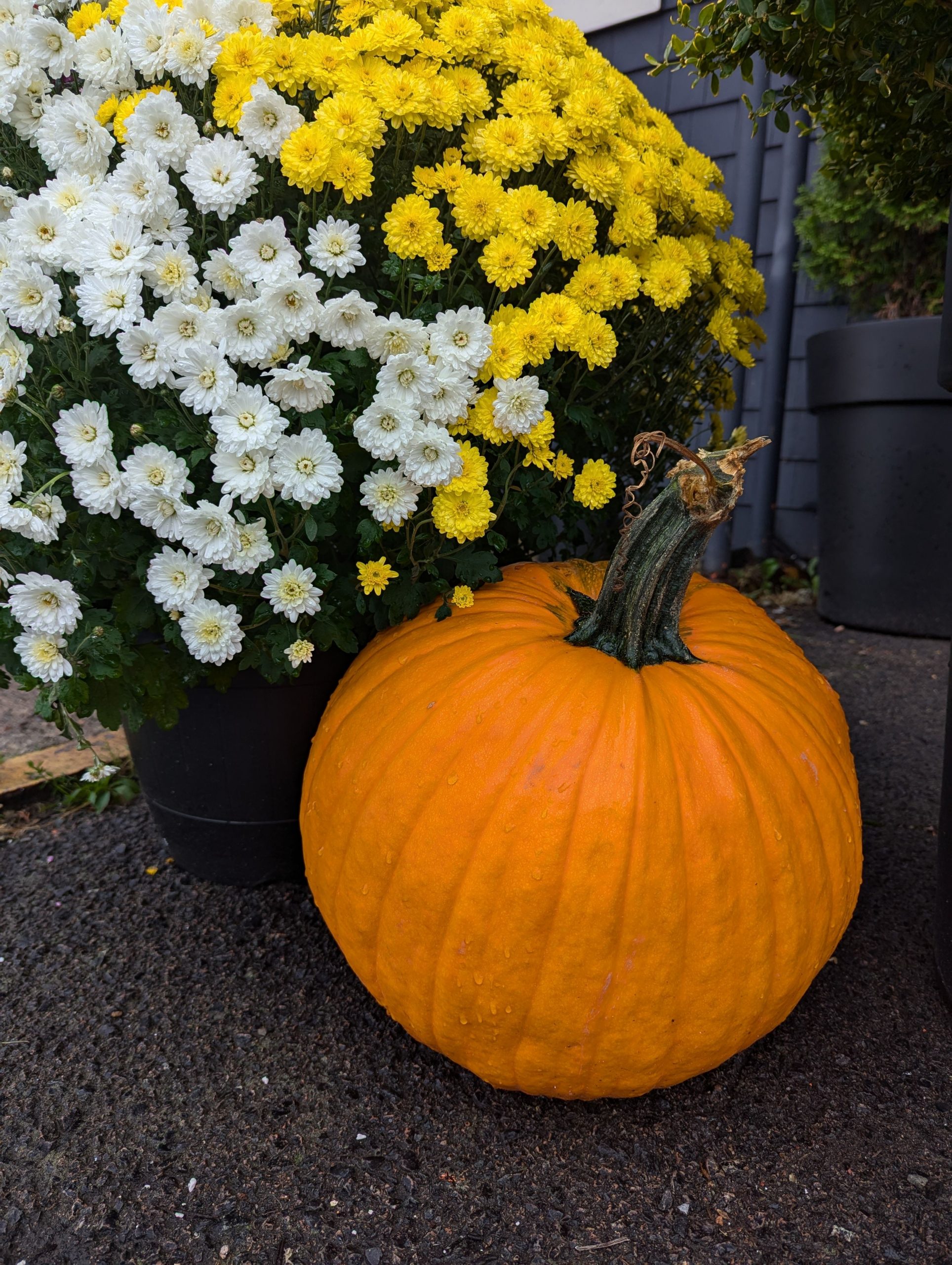 Bright orange pumpkin and colorful chrysanthemums in an outdoor fall setting.