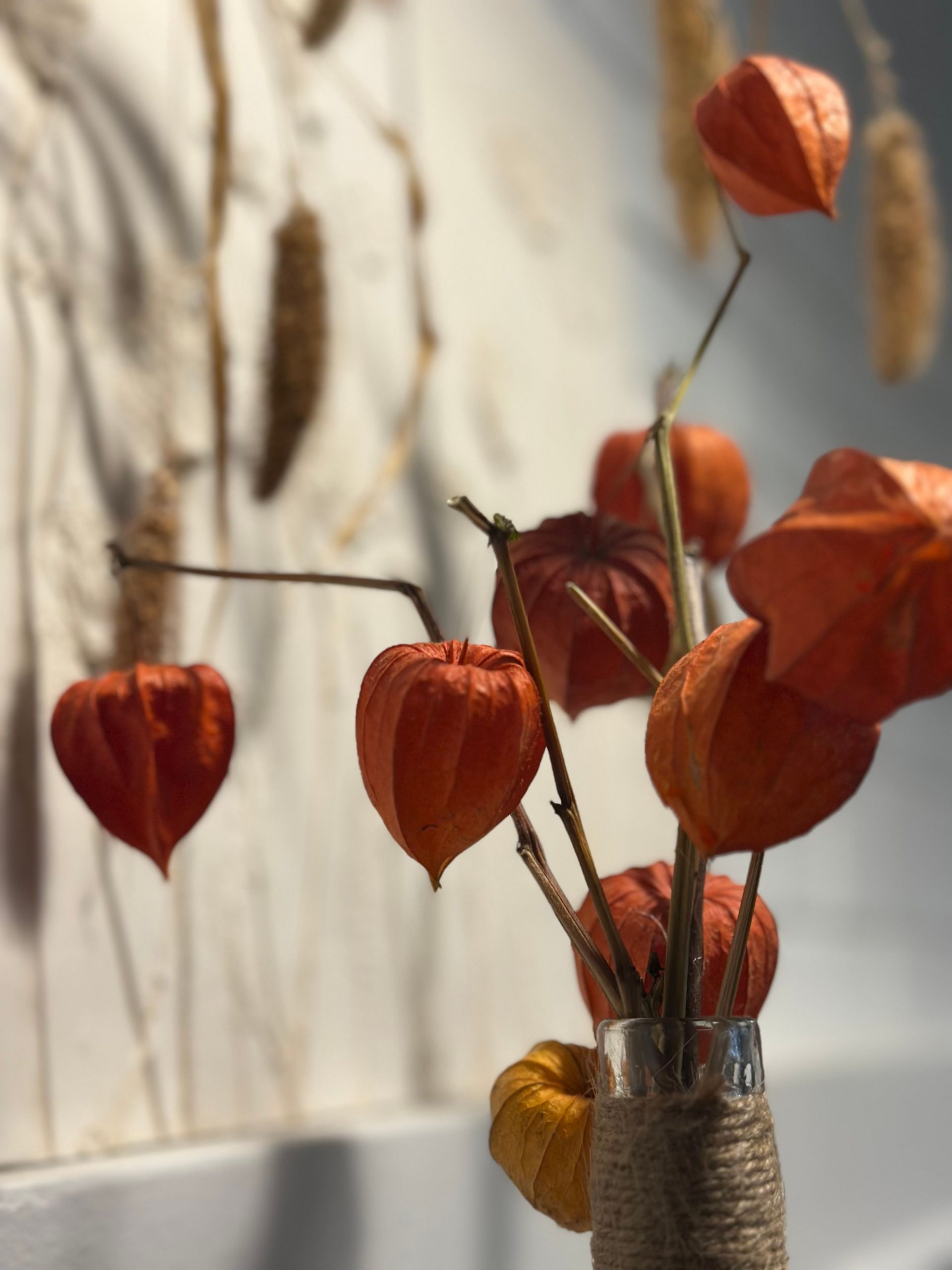 Close-up of Chinese Lantern (Physalis alkekengi) flowers in a rustic vase, bathed in warm light.
