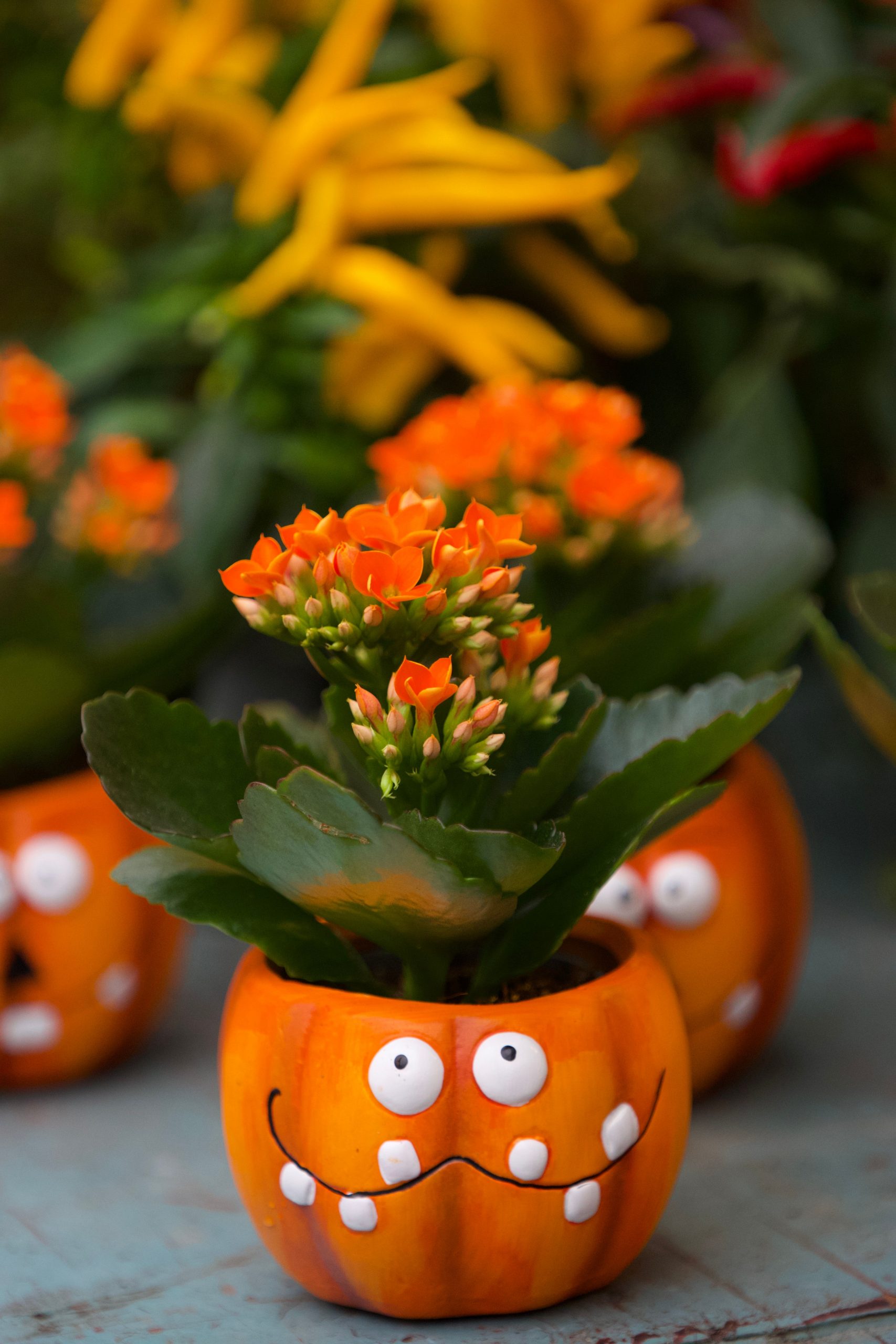 Colorful orange flowers blooming in decorative pumpkin pots add a festive autumn touch.