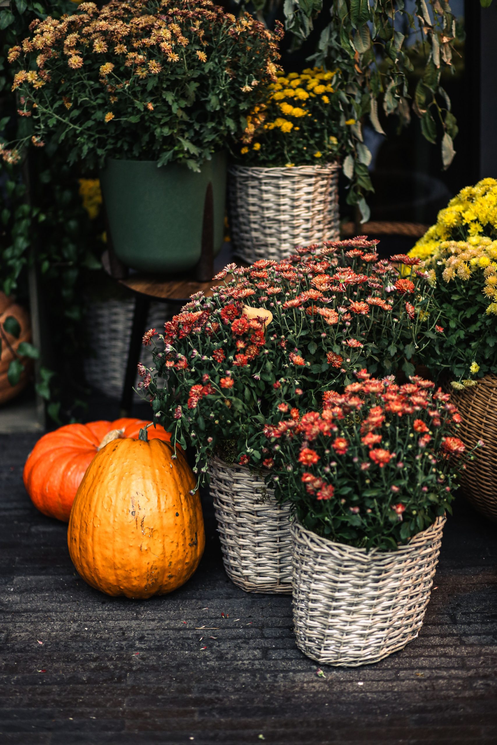 Cozy autumn setup featuring pumpkins and chrysanthemums, perfect for fall decor inspiration.