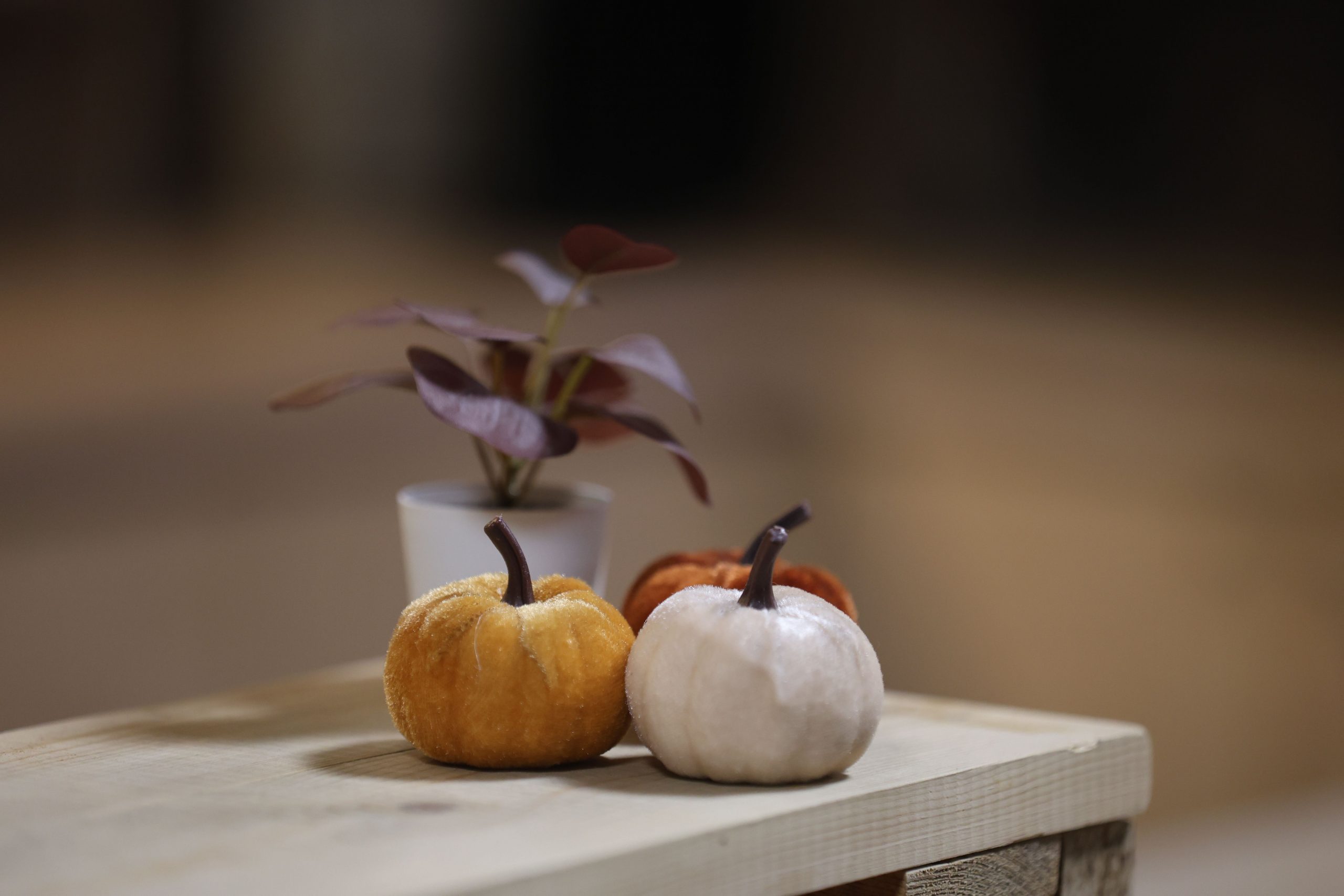 Cozy autumn setup with mini pumpkins and potted plant on wooden table indoors.