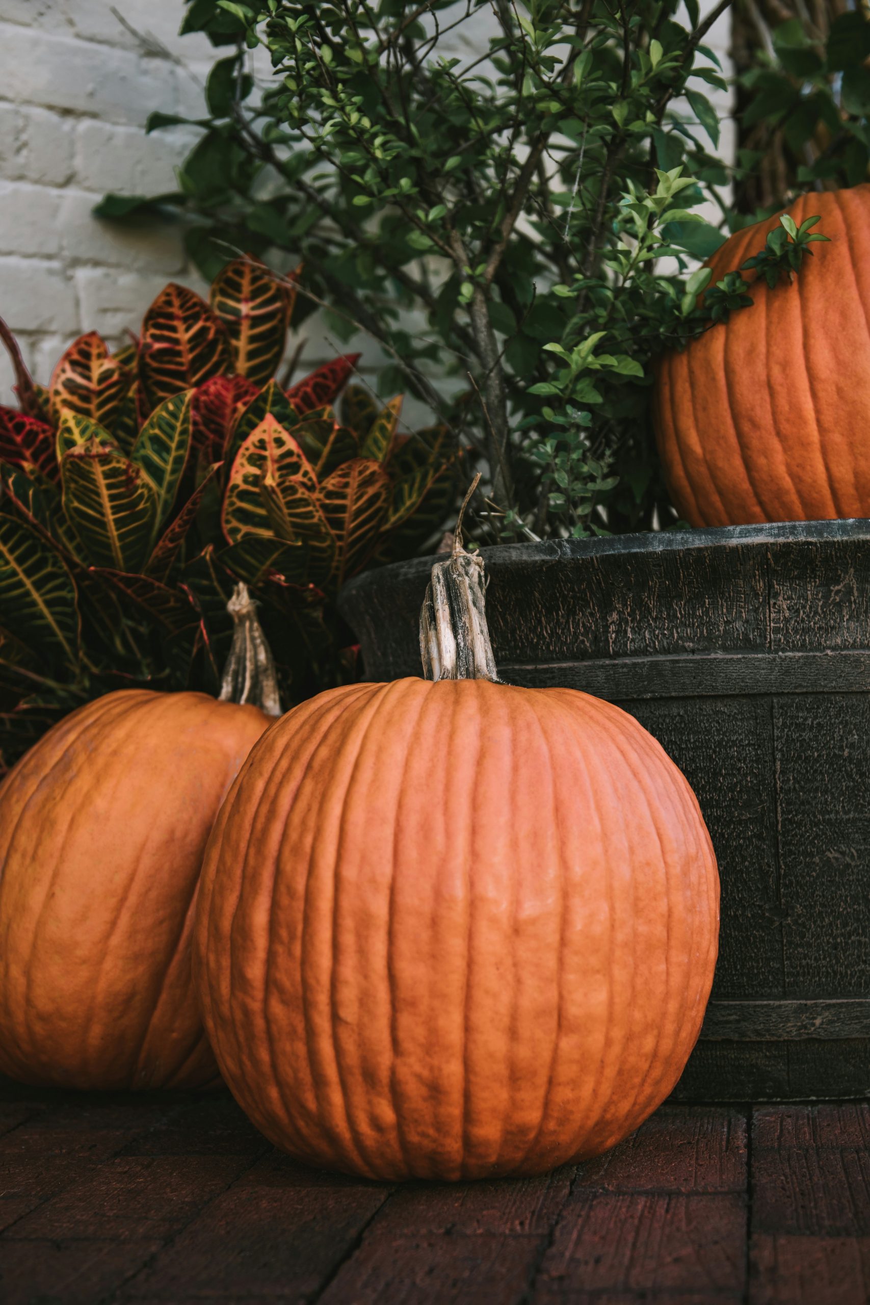 Fall Pumpkins