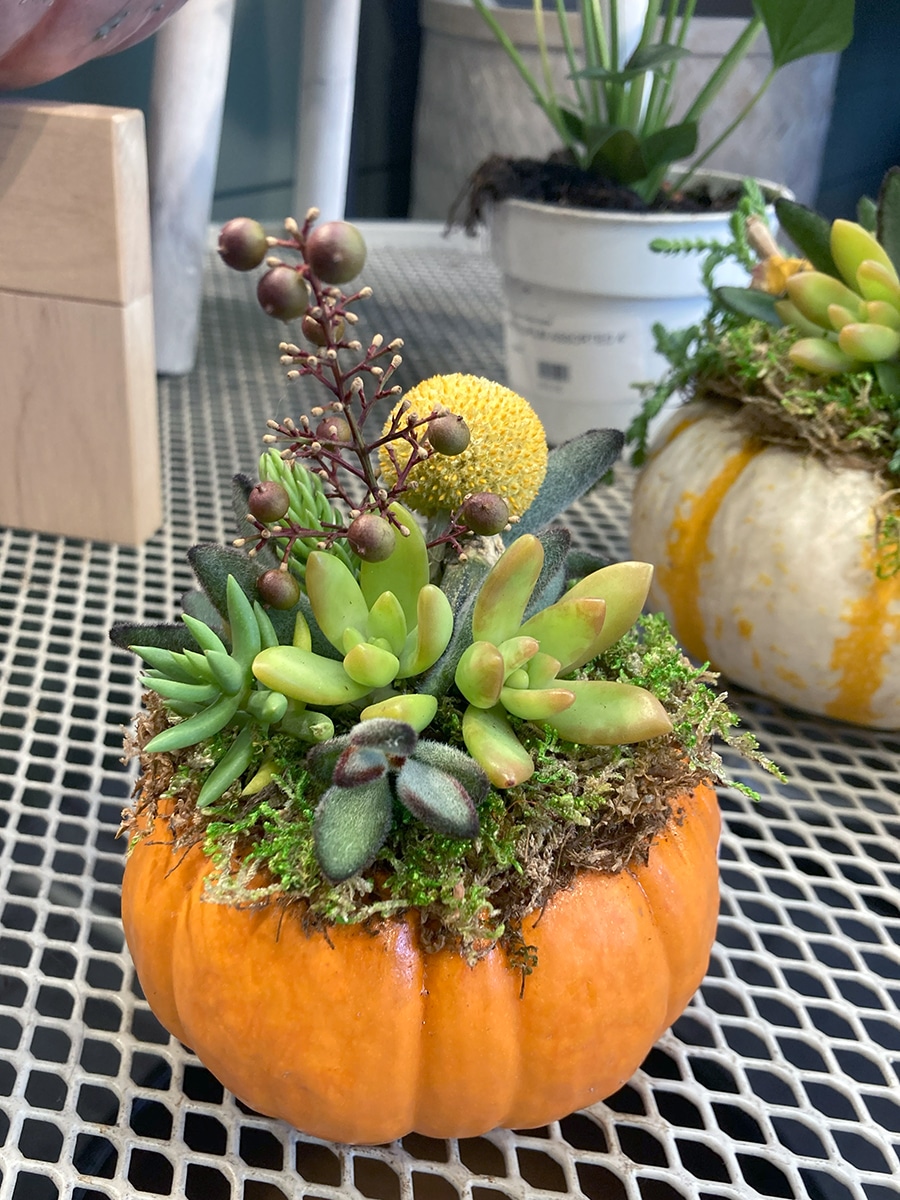 How to Create a DIY Succulent Pumpkin - 7 Dees