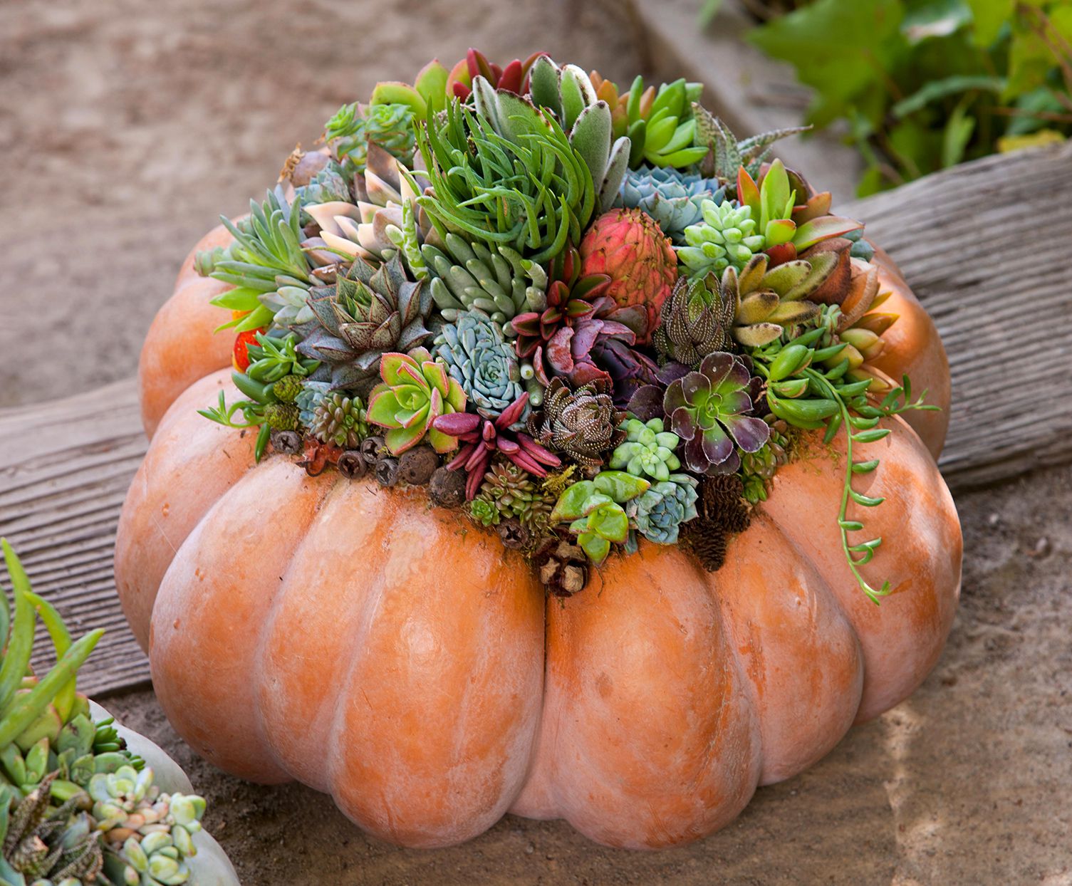How to Make a Living Pumpkin Succulent Centerpiece