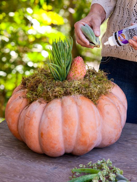 How to Make a Living Pumpkin Succulent Centerpiece