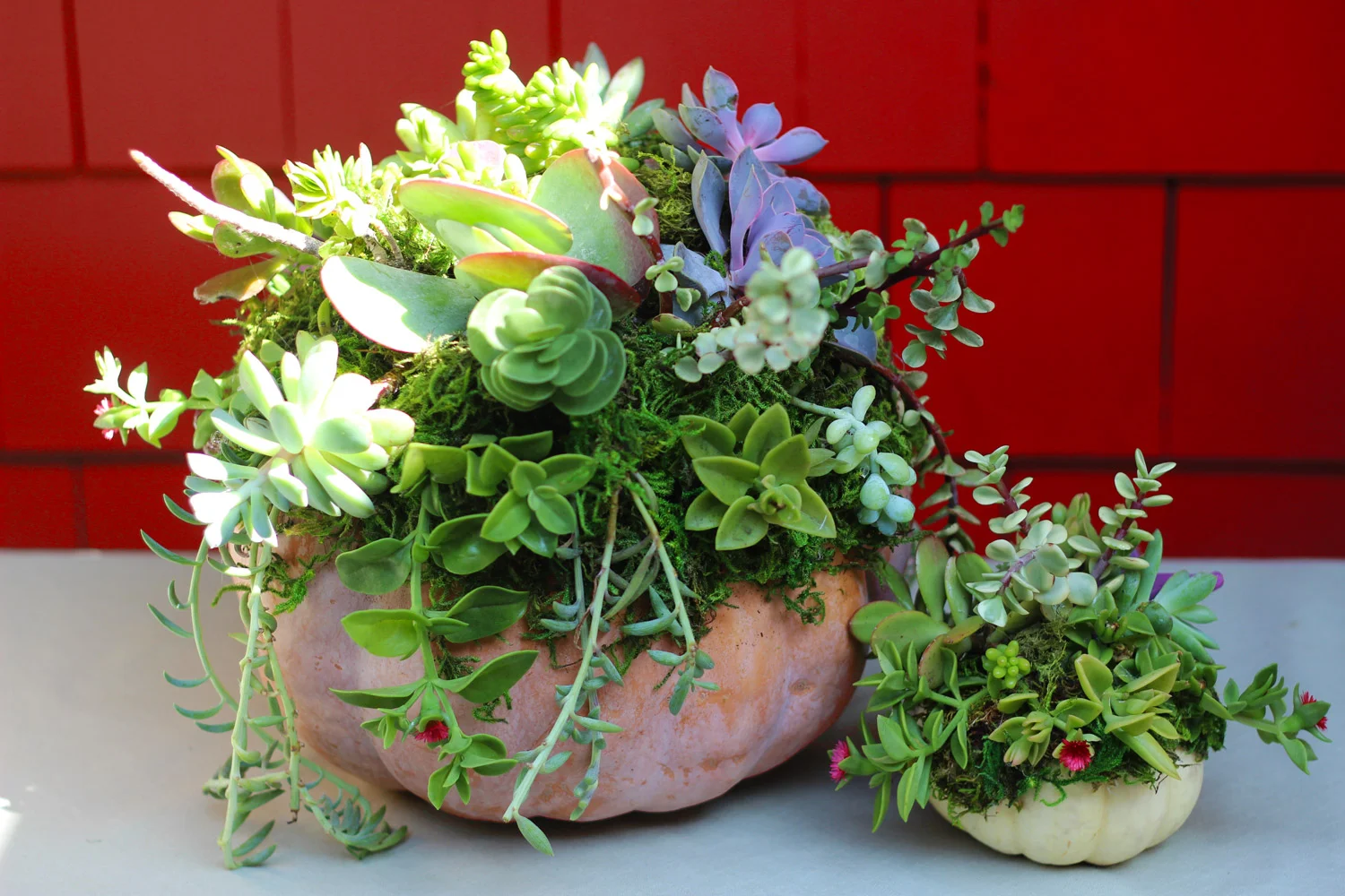 Mini Succulent Topped Pumpkins — floristinyou