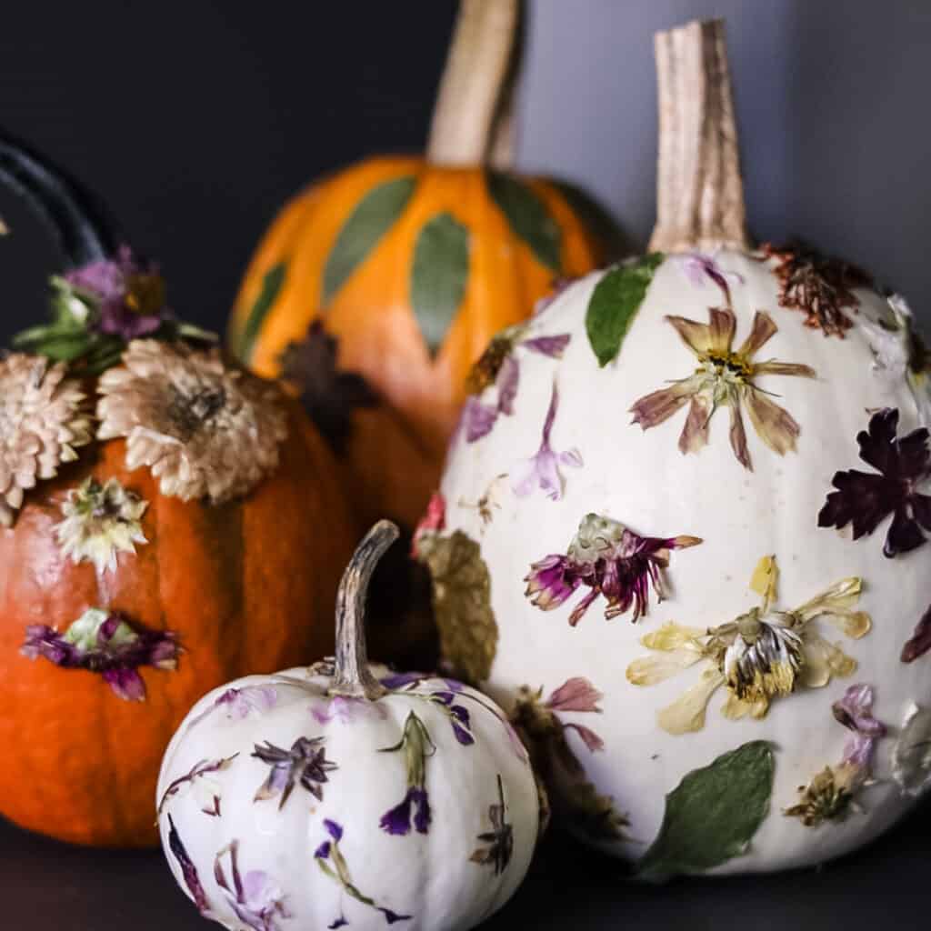 Pumpkins With Dried Flowers Decorating A Pumpkin With Pressed Flowers: A Step-by-Step Guide Cottage