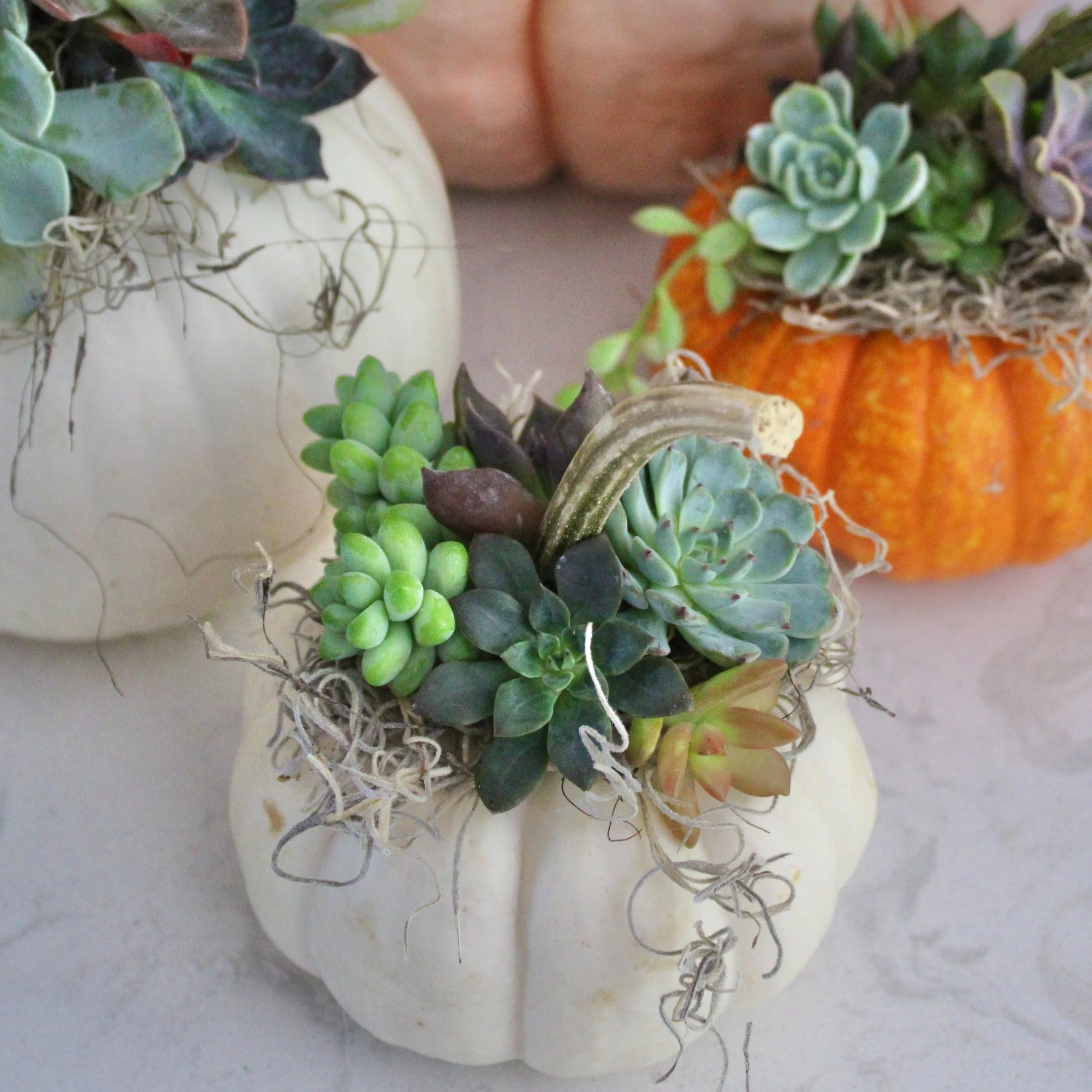 Succulent Pumpkin Decor.