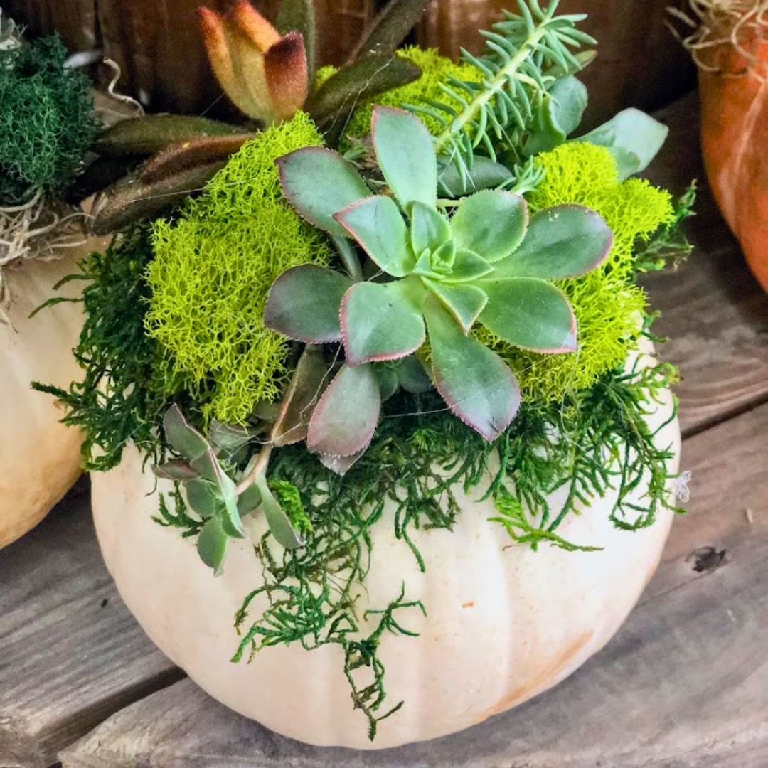 Succulent Pumpkins – Fiddleheads Garden Center