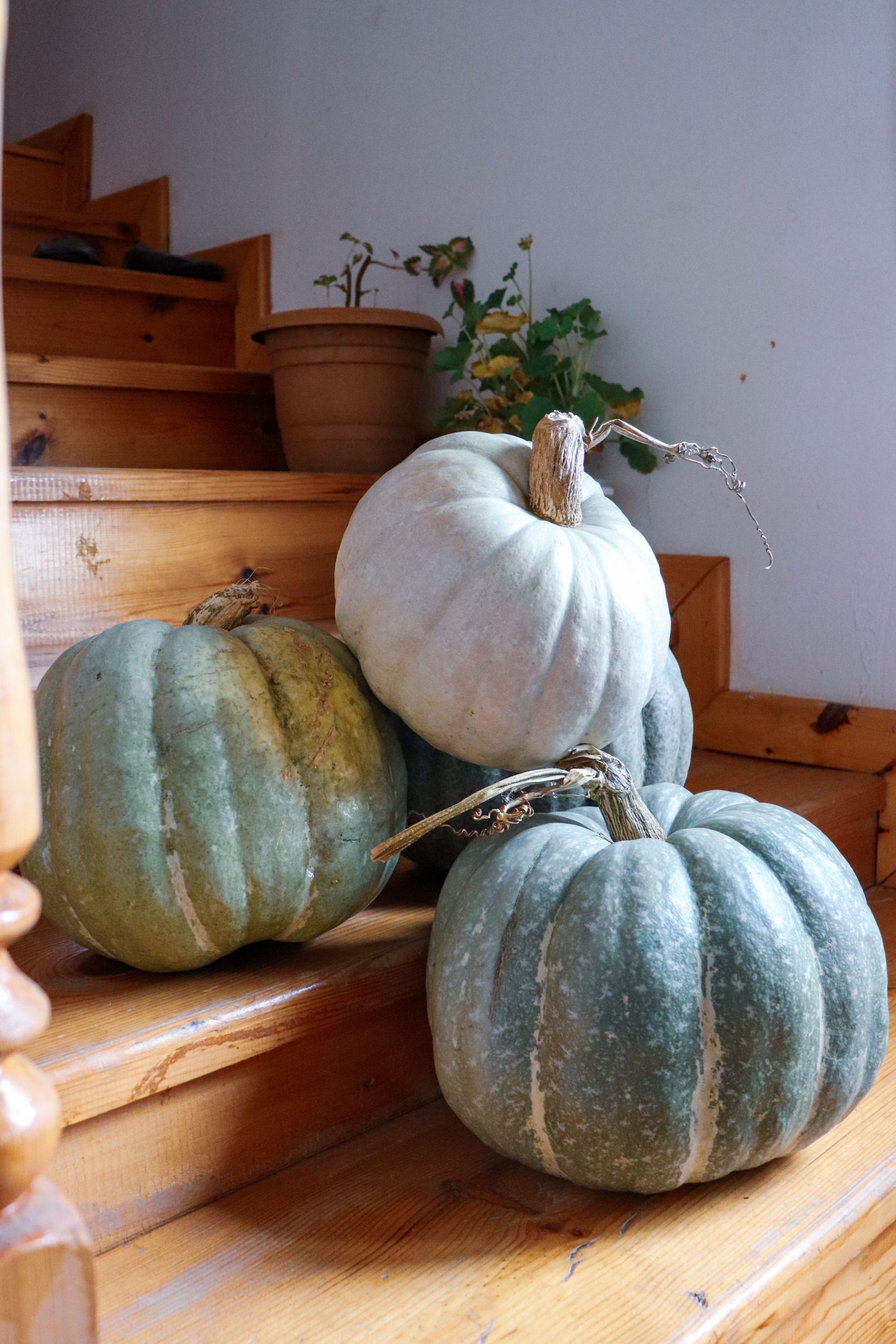 Three rustic pumpkins on a wooden staircase indoors, symbolizing autumn decor.
