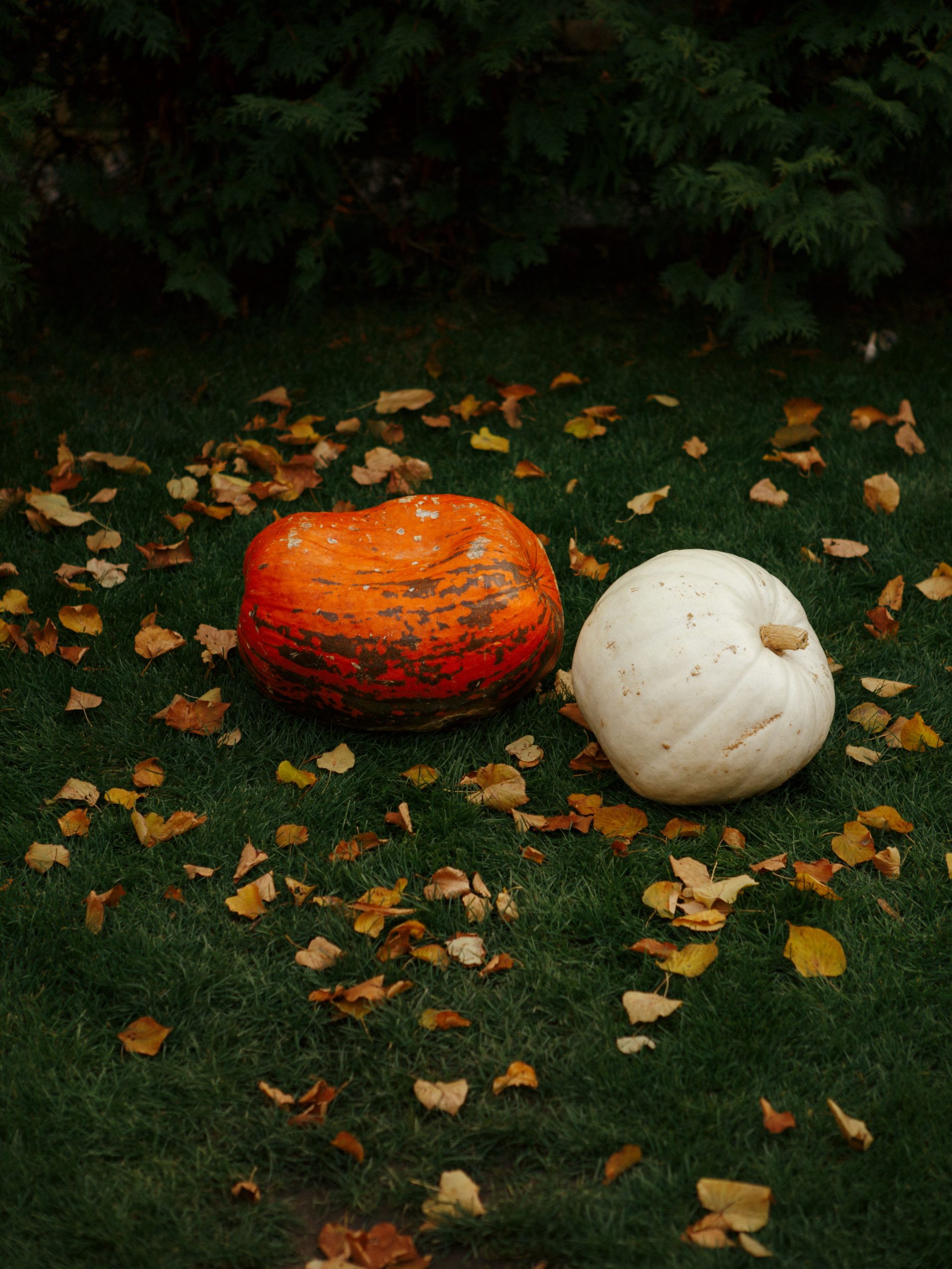 Two colorful pumpkins resting on a grassy lawn surrounded by autumn leaves.