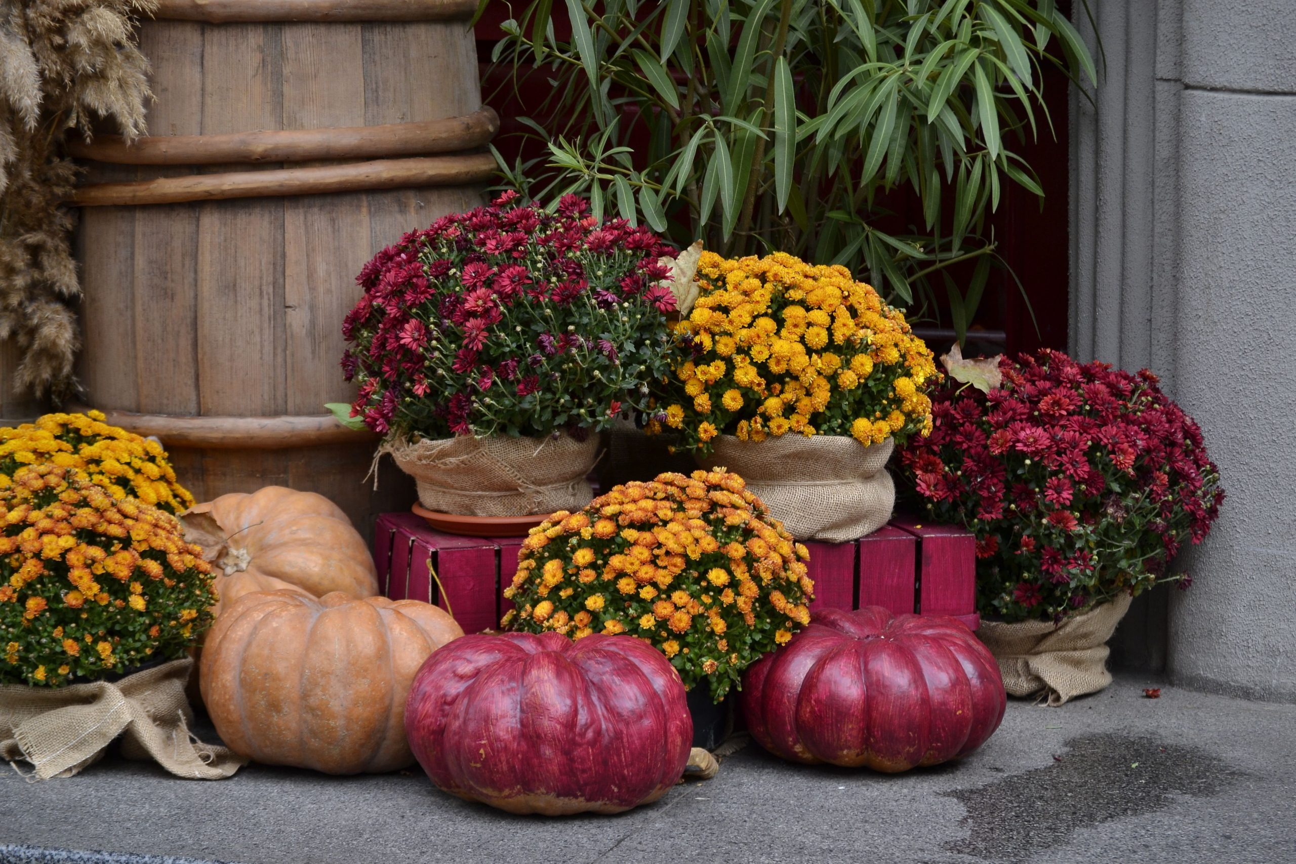Vibrant autumn display featuring colorful chrysanthemums and pumpkins.
