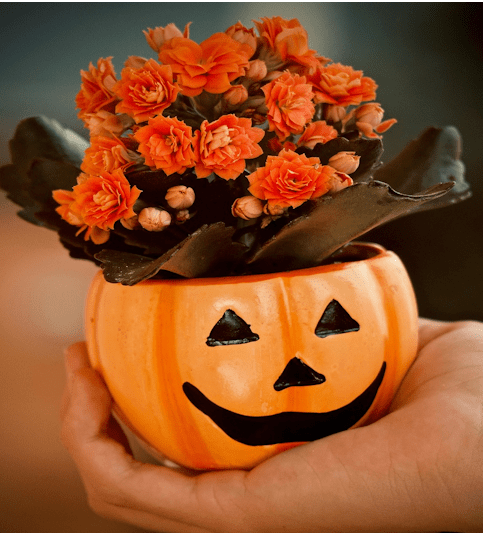 What Flowers are Associated with Halloween: A Spooky Guide