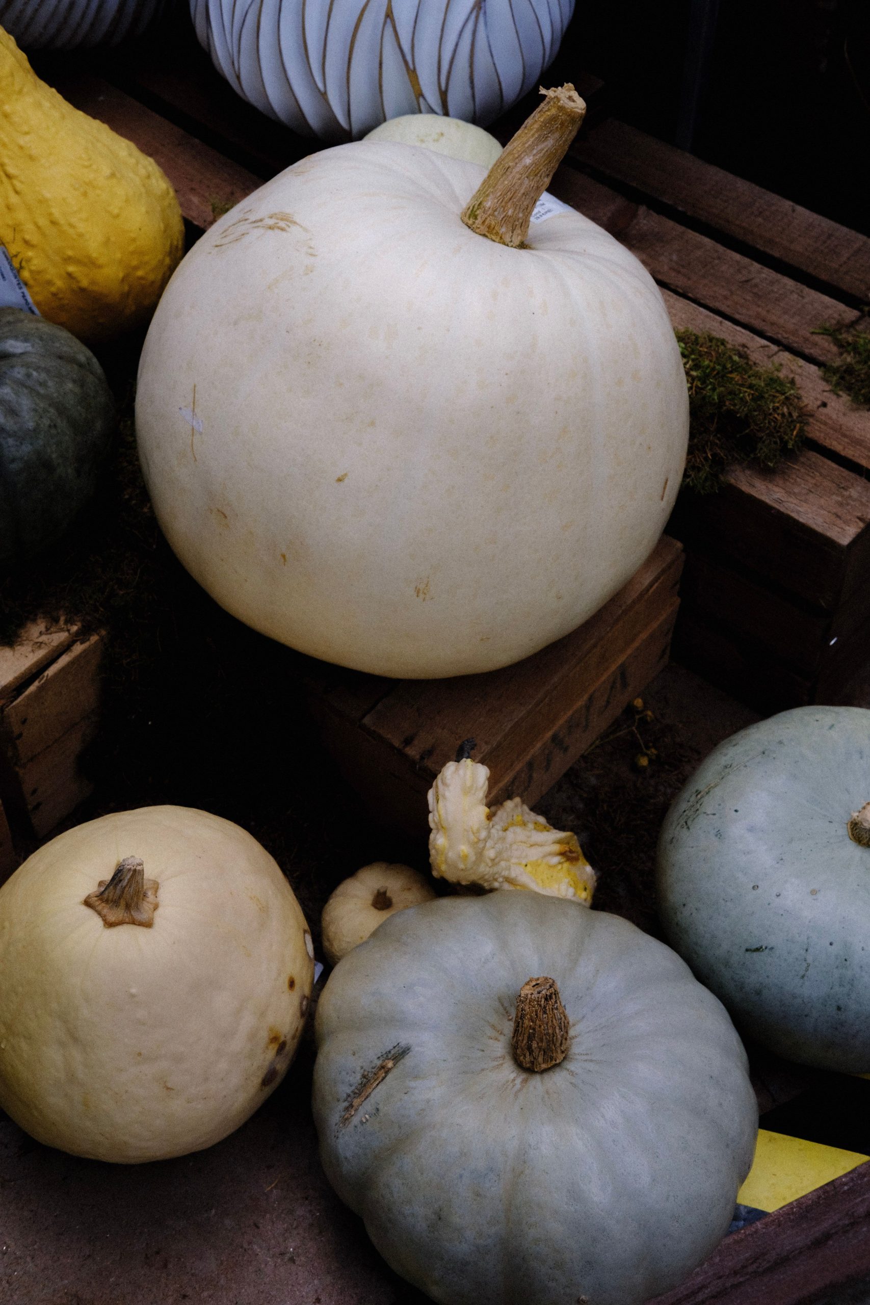 Colorful pumpkins and squashes arranged for fall harvest display.