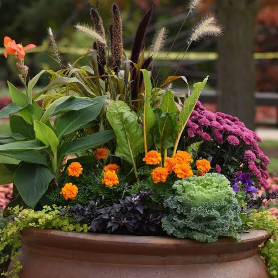 20 Best Fall Flowers for Pots | HGTV