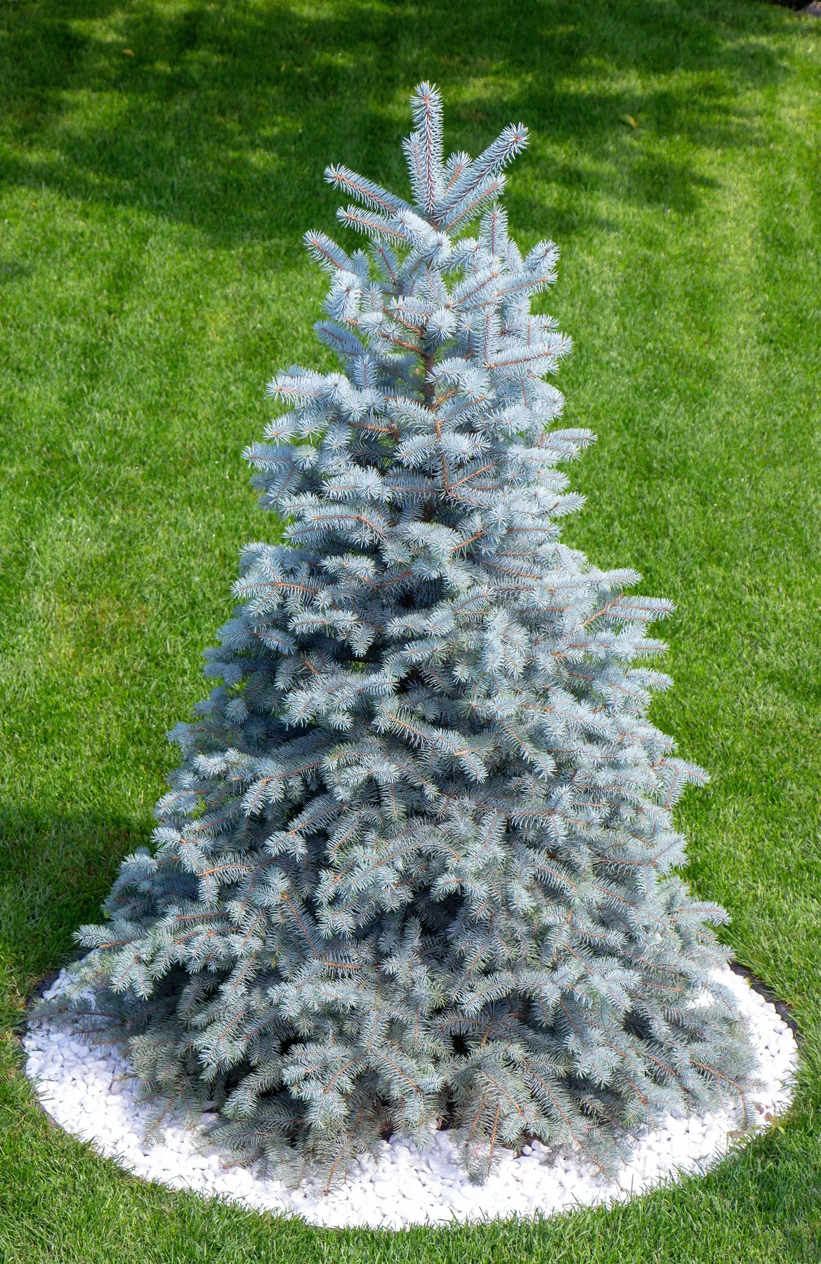50 Colorado BLUE SPRUCE Tree Picea Pungens Glauca Christmas Tree White –  The Pepper Pantry