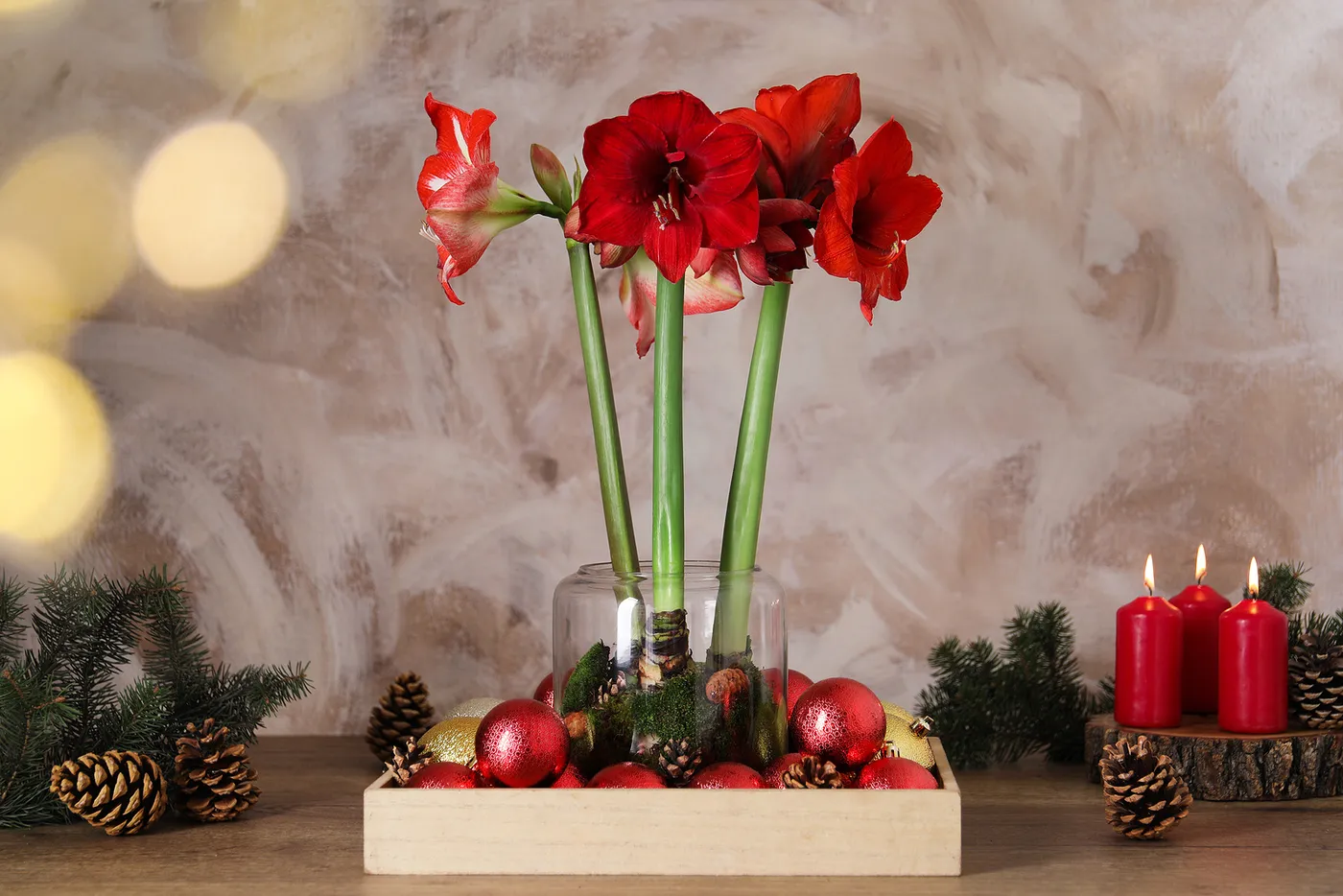 7 Festive Christmas Plants and Flowers (That Aren't a Poinsettia)