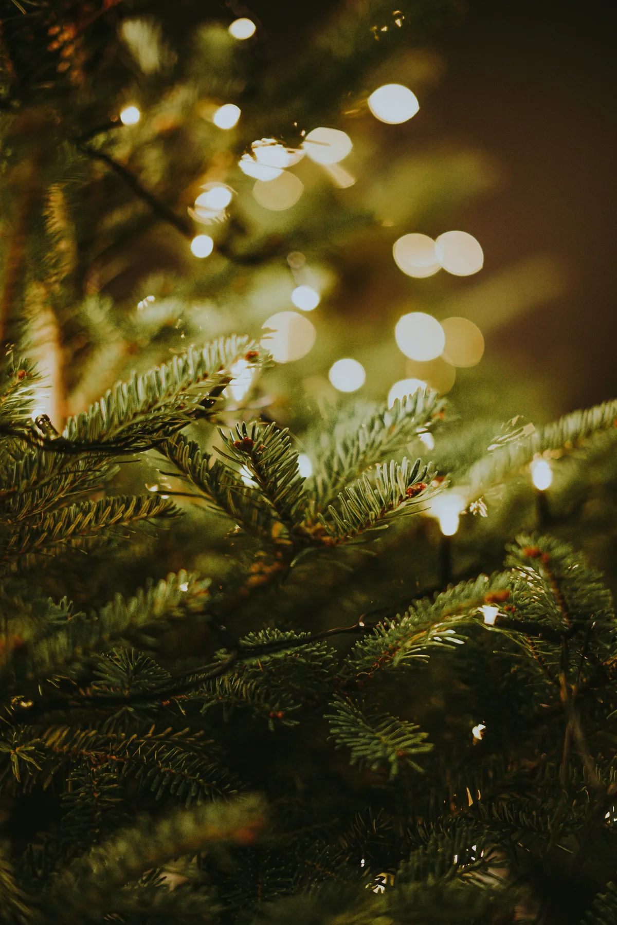 A close up of a tree branch - Free Photo on Unsplash