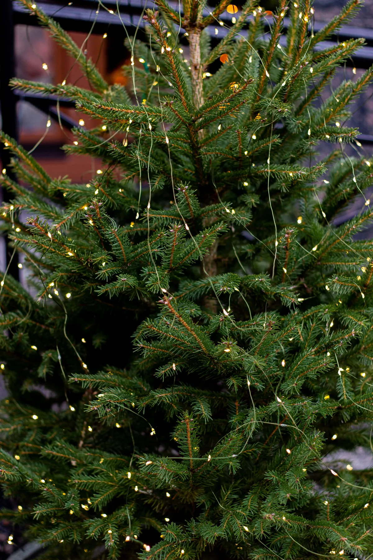 A pine Christmas tree decorated with warm twinkle lights outdoors during the holiday season.