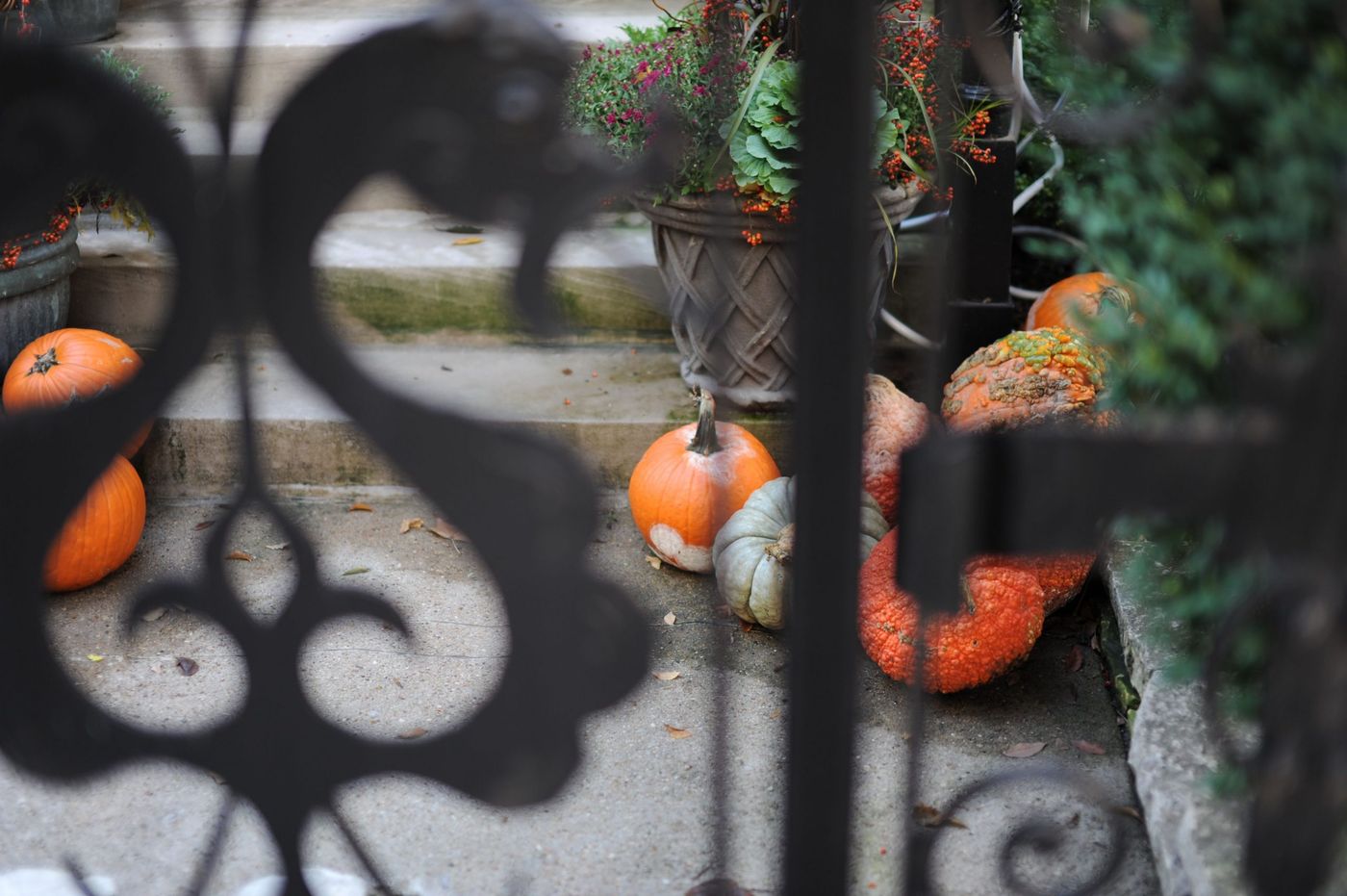 A rustic autumn scene with pumpkins and a potted plant near steps behind a decorative iron fence.