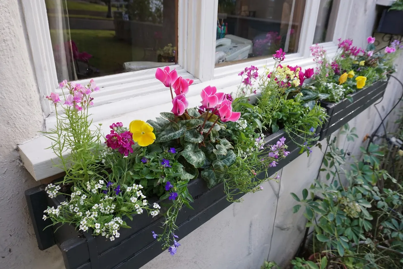 Andie's Way: Bright and Cheerful Winter Window Boxes