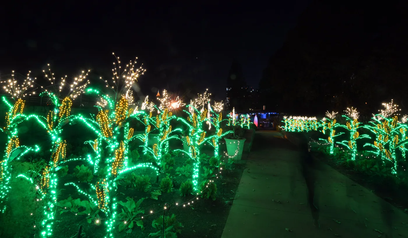 Atlanta Botanical Garden: Photos of Garden Lights