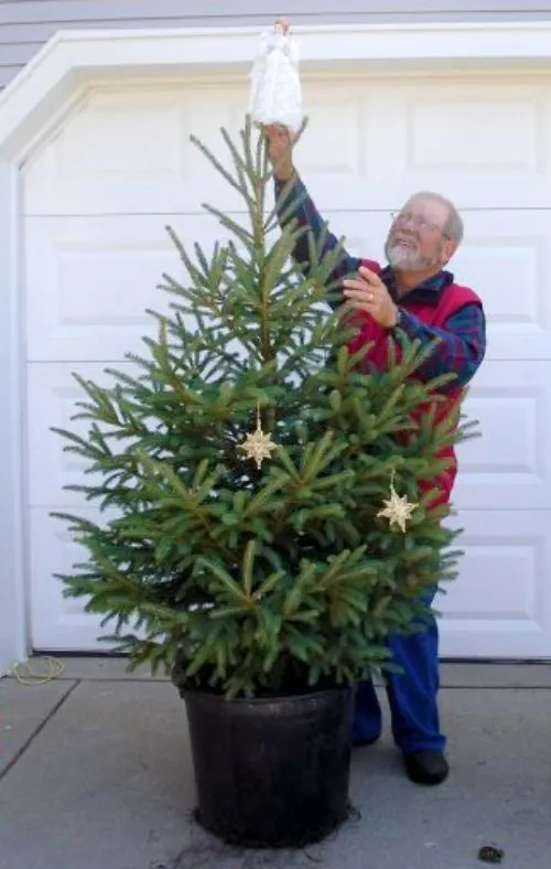 Buy a Real Christmas Tree: A Guide to Live Container-Grown Options - MCTA