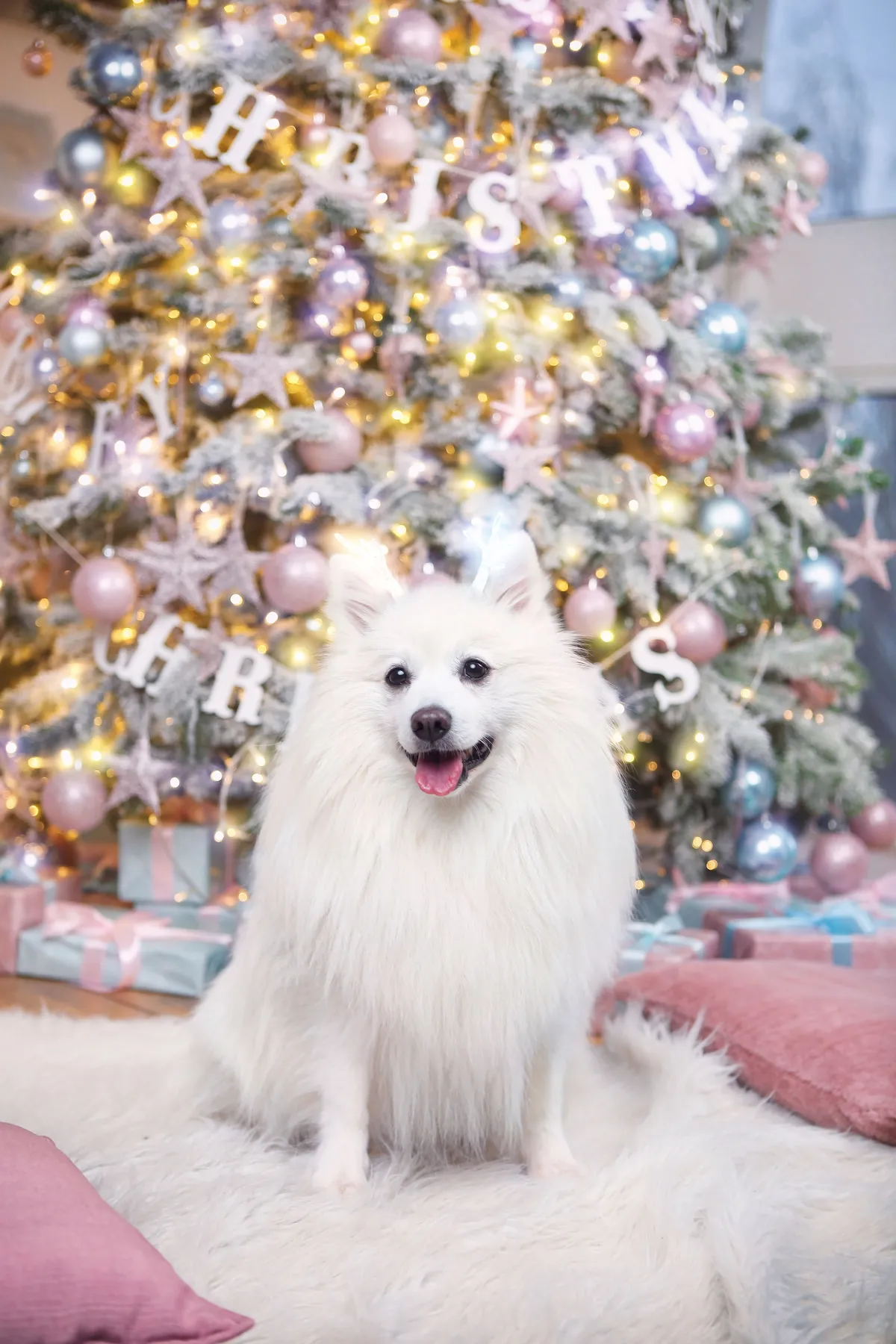 Charming white dog sitting happily by a decorated Christmas tree indoors.