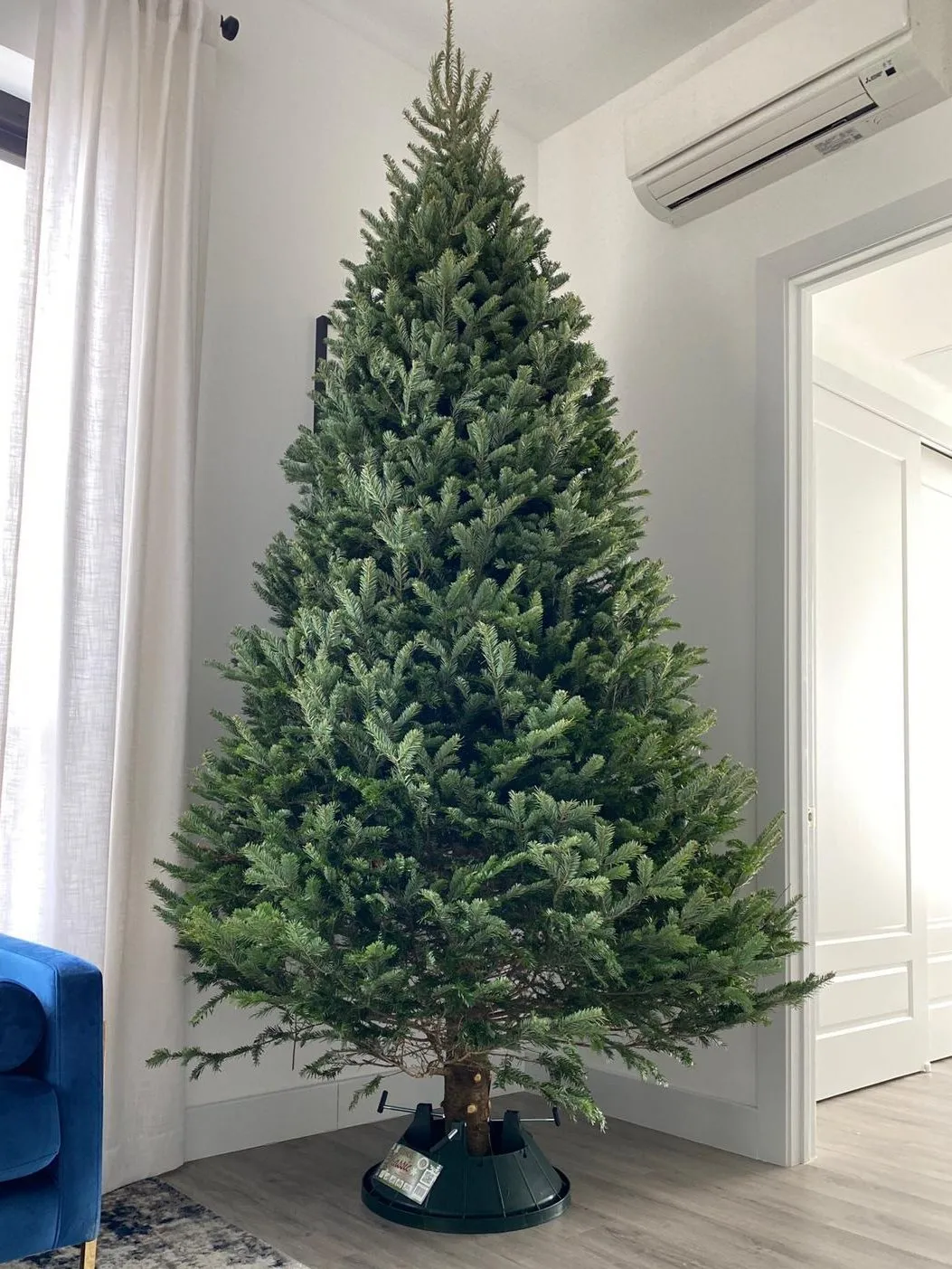 Christmas Trees for Sale - NYC Delivery - AA Christmas Trees – AA Christmas  Trees
