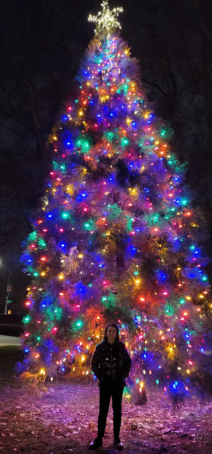 Christmas Trees, Holly, Tinsel, Candy Canes - Crystalinks