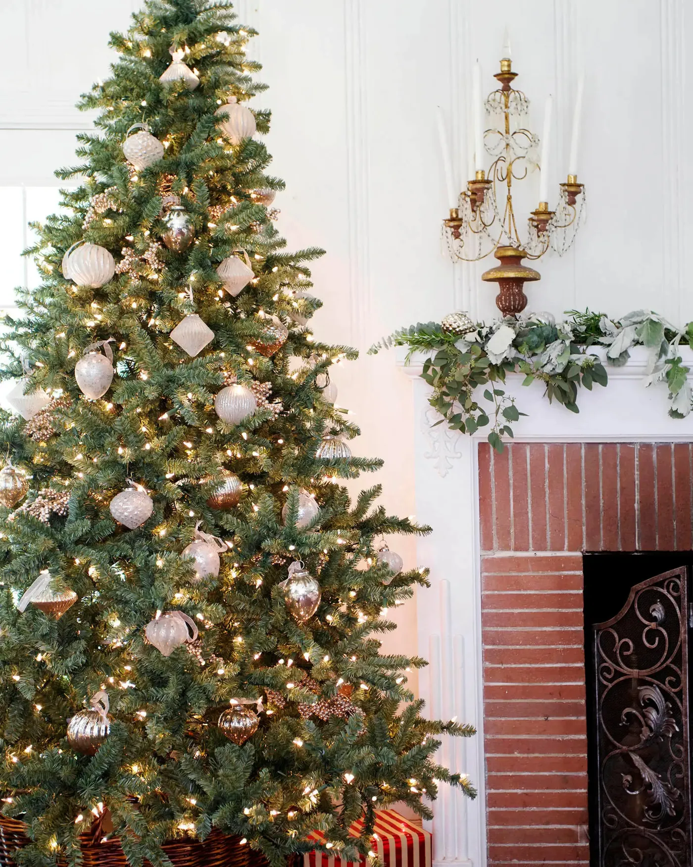 Classic Blue Spruce® - Grow Xmas Trees