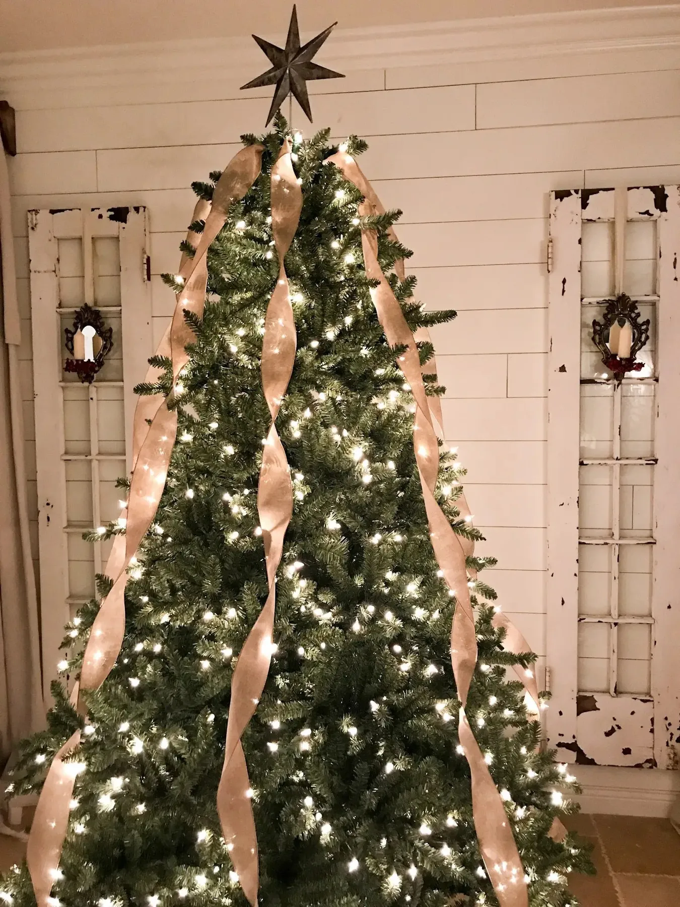 Classic Blue Spruce® - Grow Xmas Trees