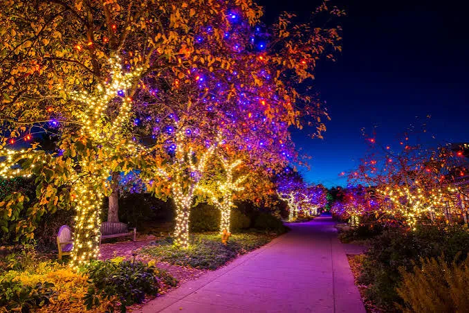 Colorado botanic gardens nominated for best holiday lights display - Denver  Gazette